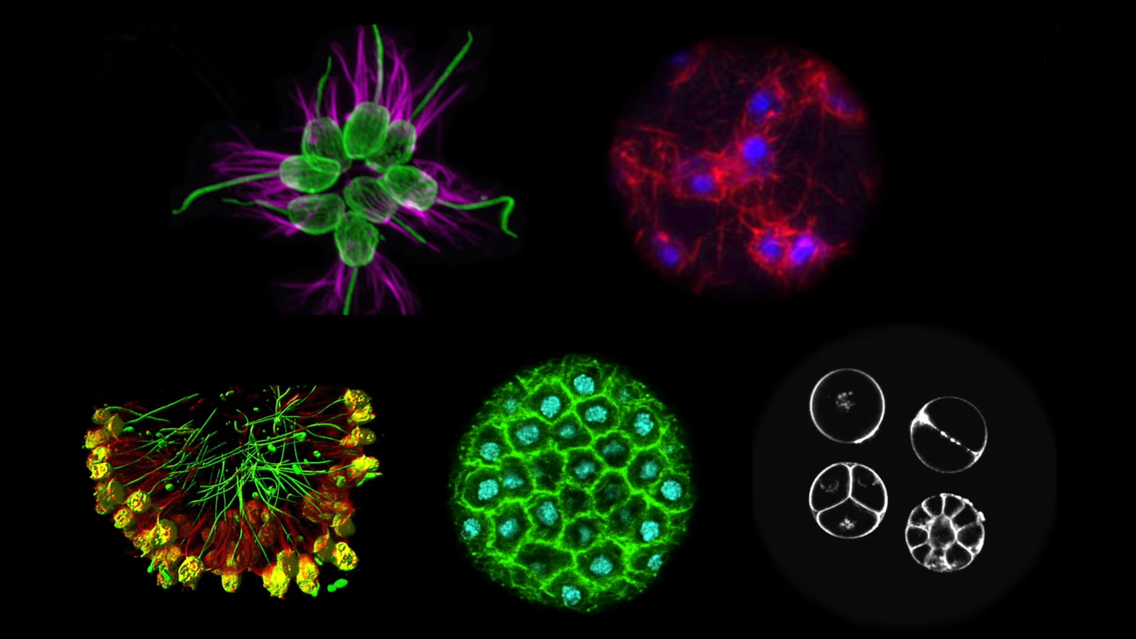 Microscopic images of cells showing vibrant colours in various patterns against a black background.