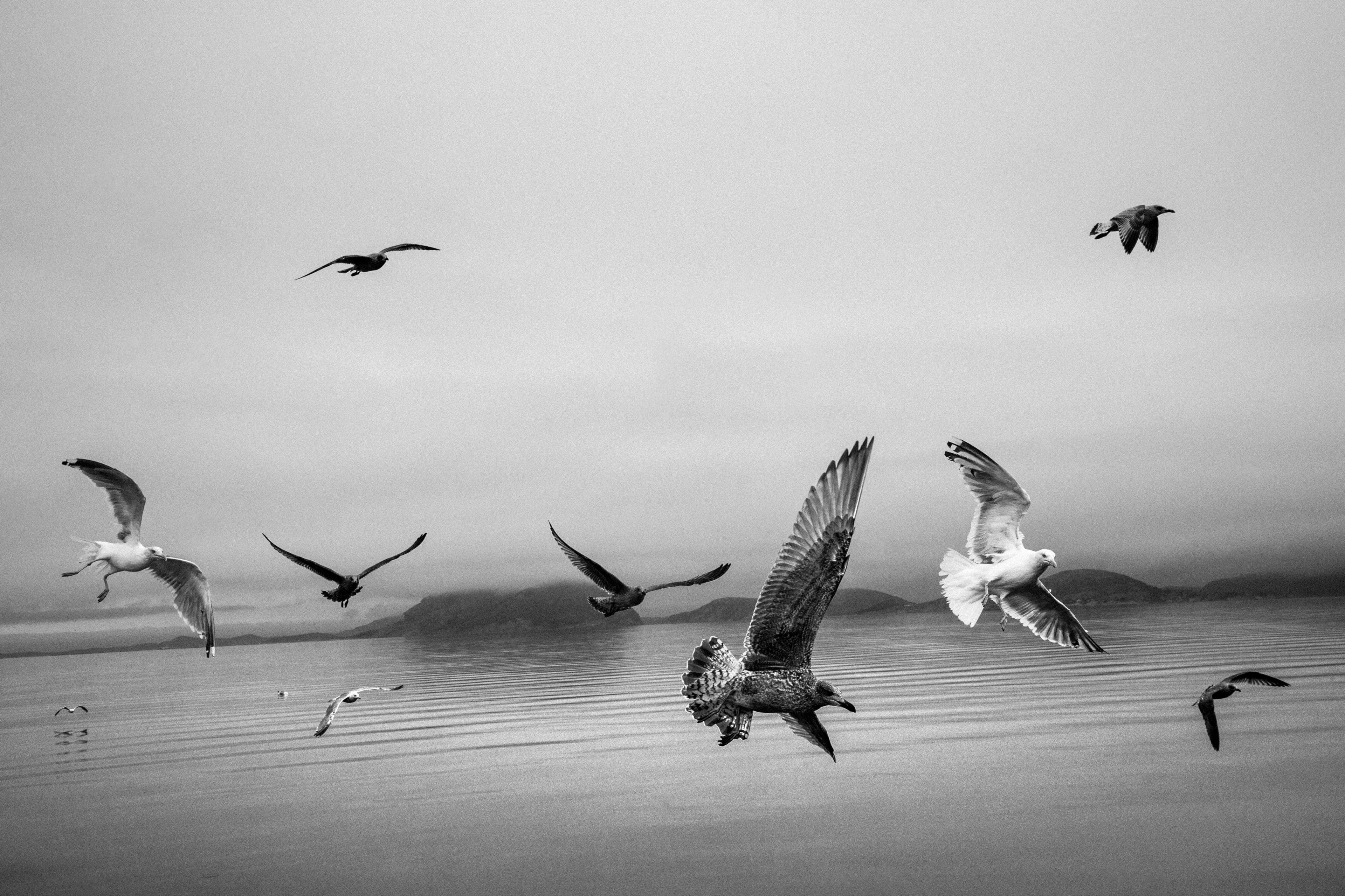 Black and white photo of seagulls flying over a calm sea with distant hills in the background.