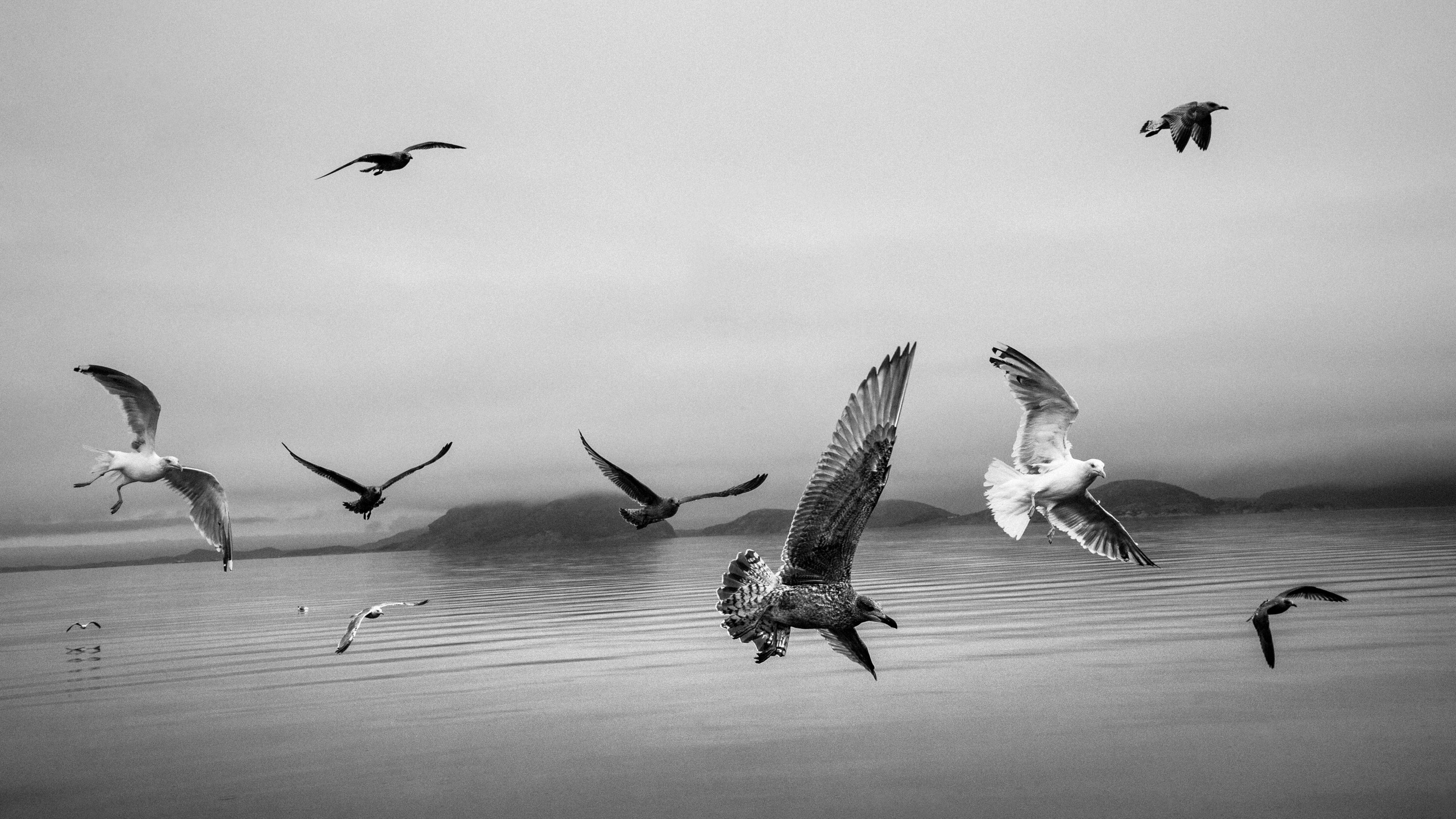 Black and white photo of seagulls flying over a calm sea with distant hills in the background.