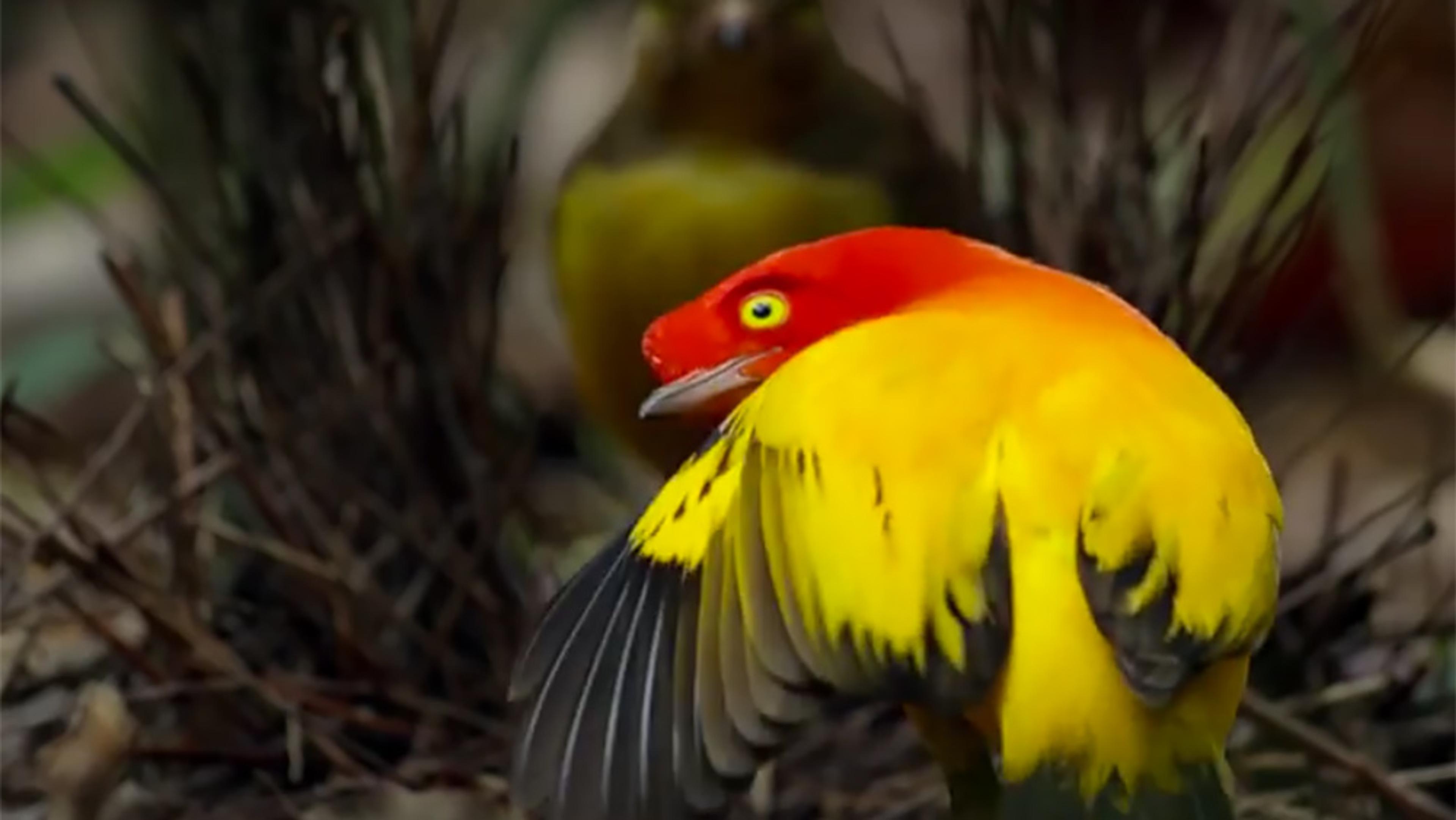 A vibrant bird with golden yellow and bright red feathers, perched on the ground amid dry, dark twigs and foliage.