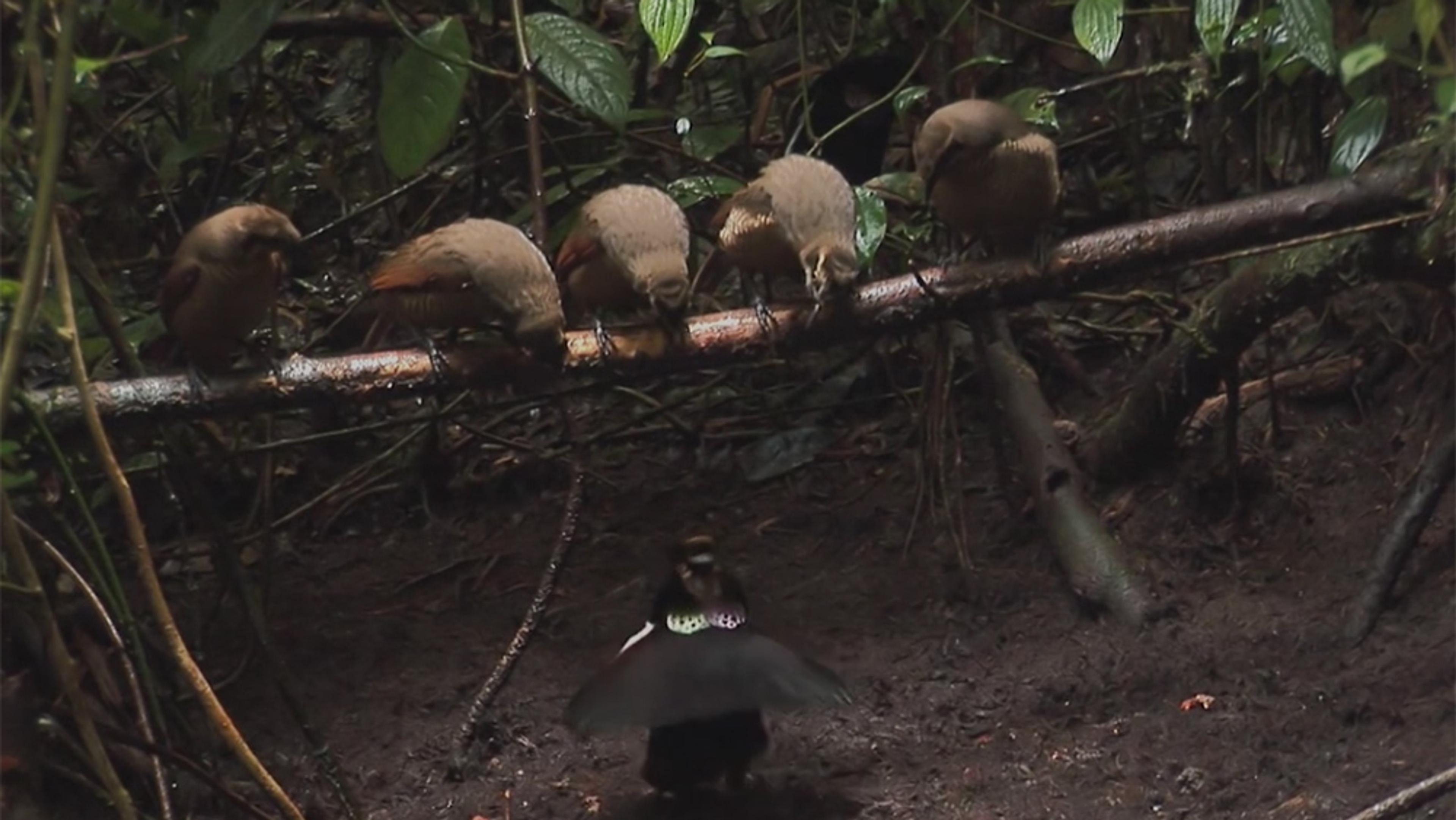 Five brown birds perched on a branch in a forest with a black bird displaying its wings on the ground below.
