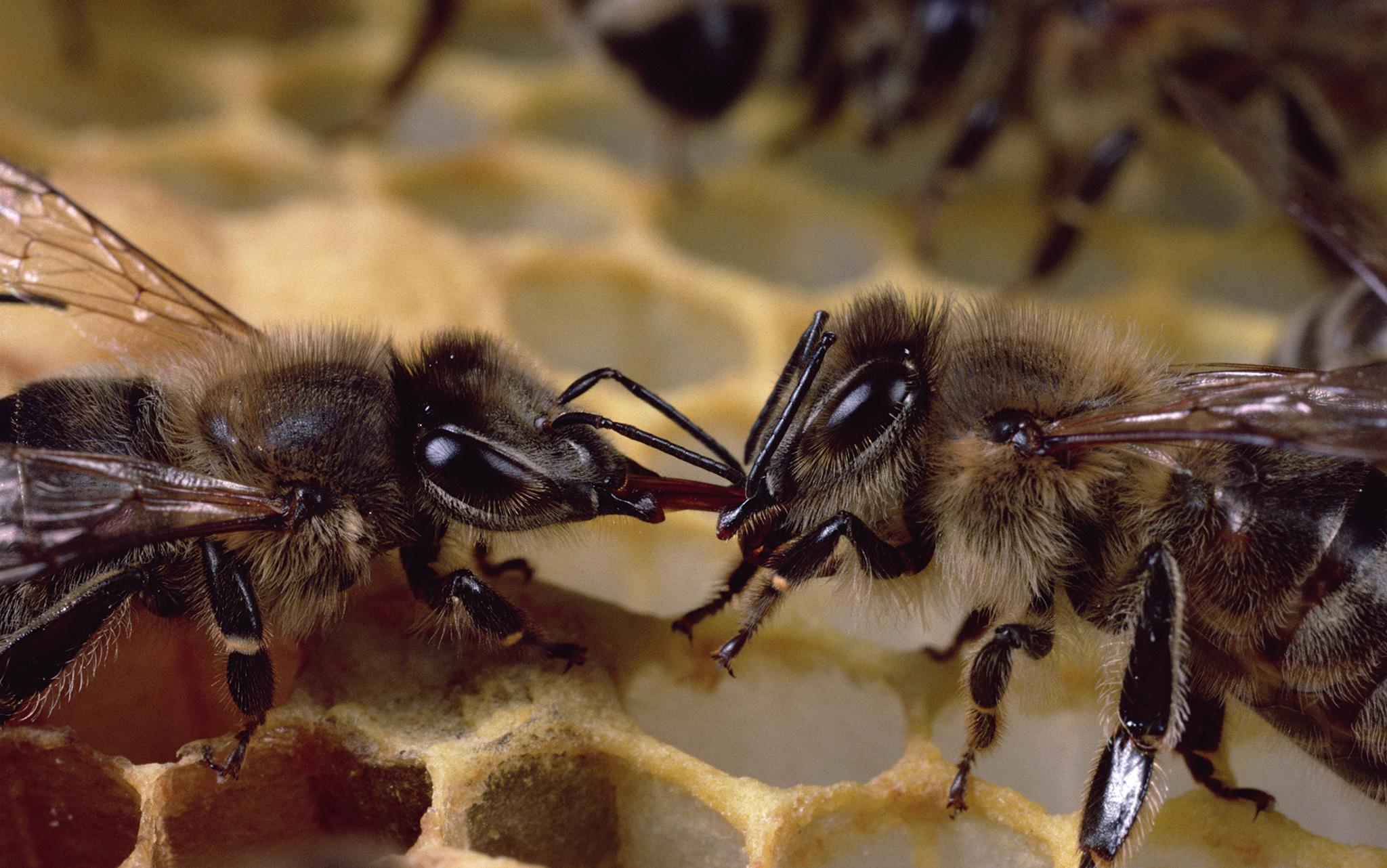 Inside the mind of a bee is a hive of sensory activity | Aeon Essays