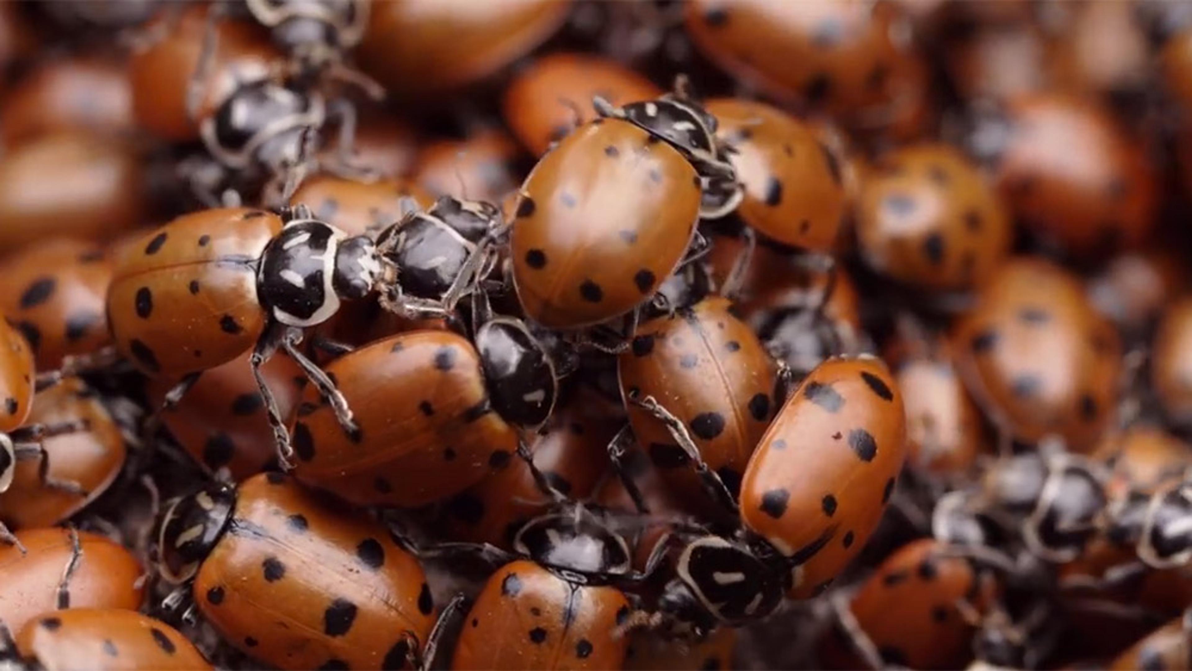 Did You Know Beetles Survive the Winter?
