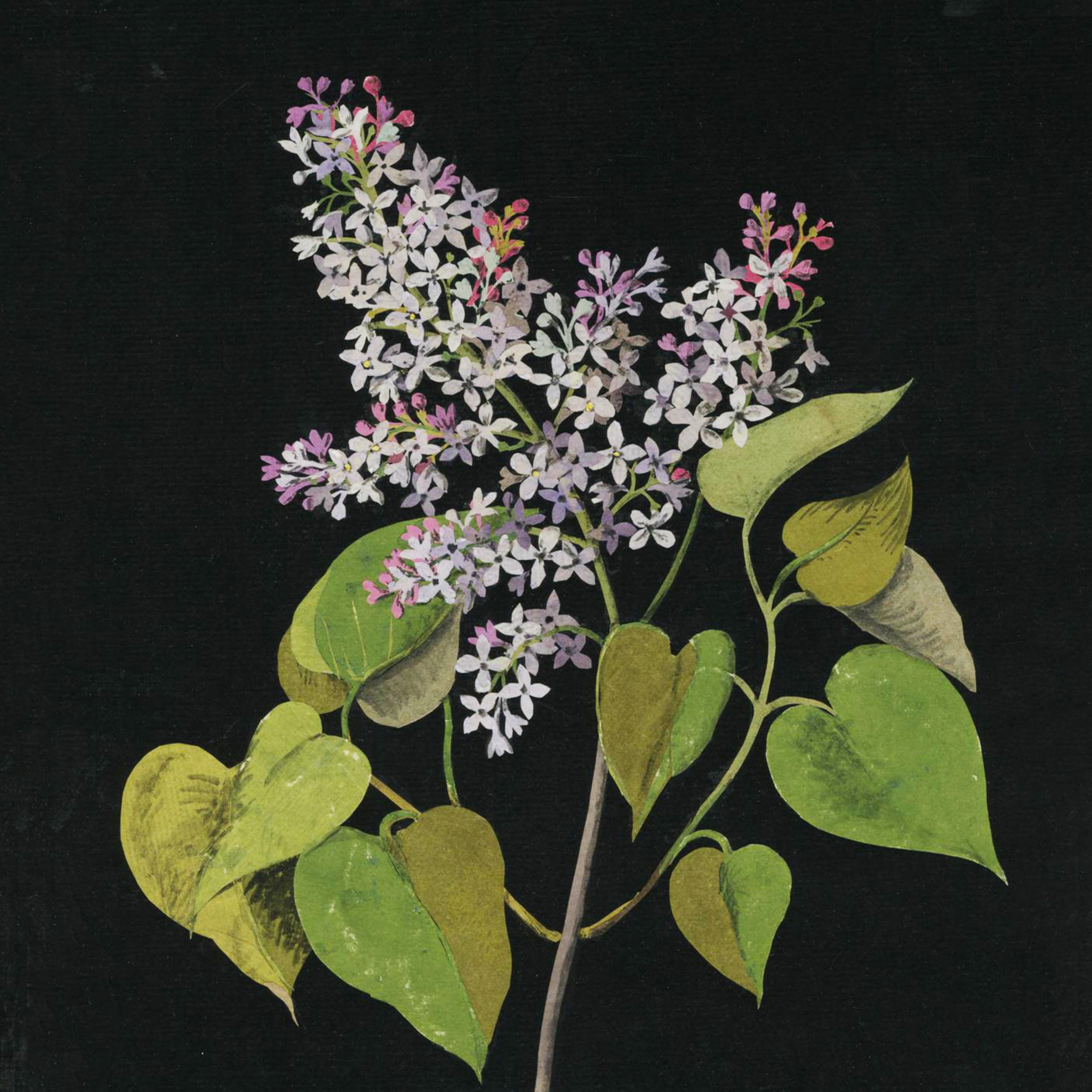 Painting of lilac flowers with green leaves on a dark background. The flowers vary in shades of purple, pink, and white.