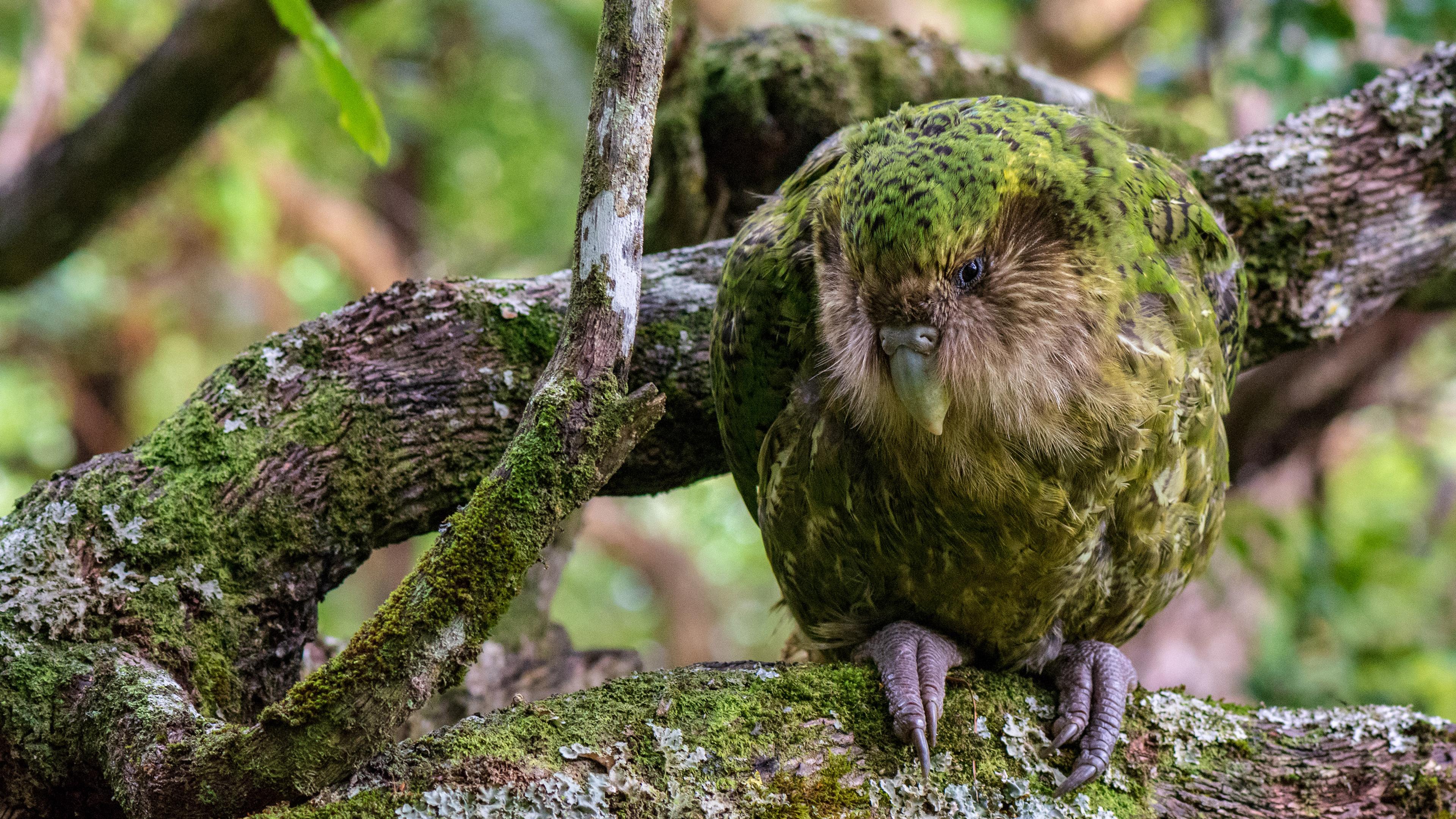 A kakapo, a flightless parrot, perched on a mossy branch in a forest setting.