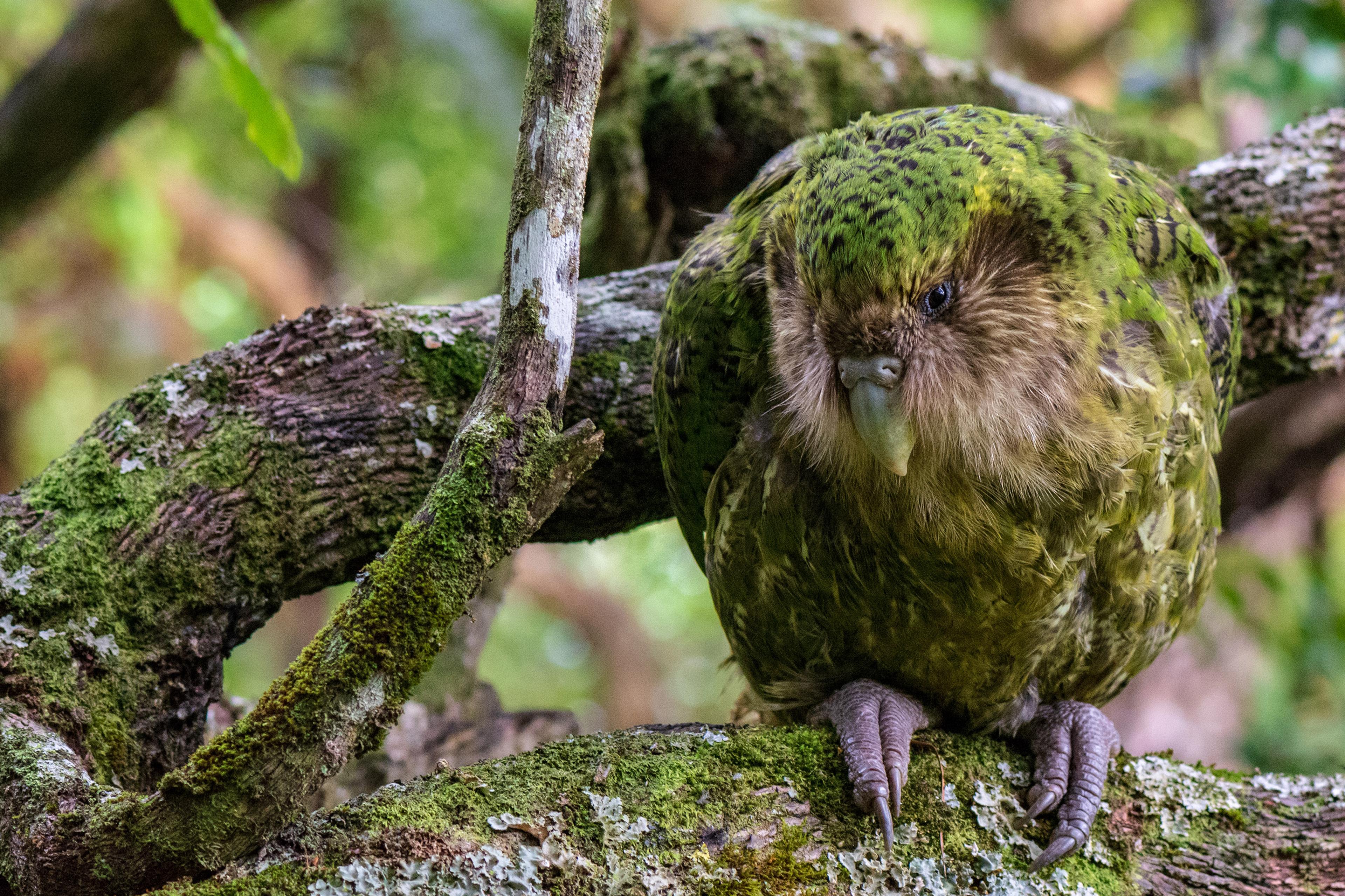 A kakapo, a flightless parrot, perched on a mossy branch in a forest setting.