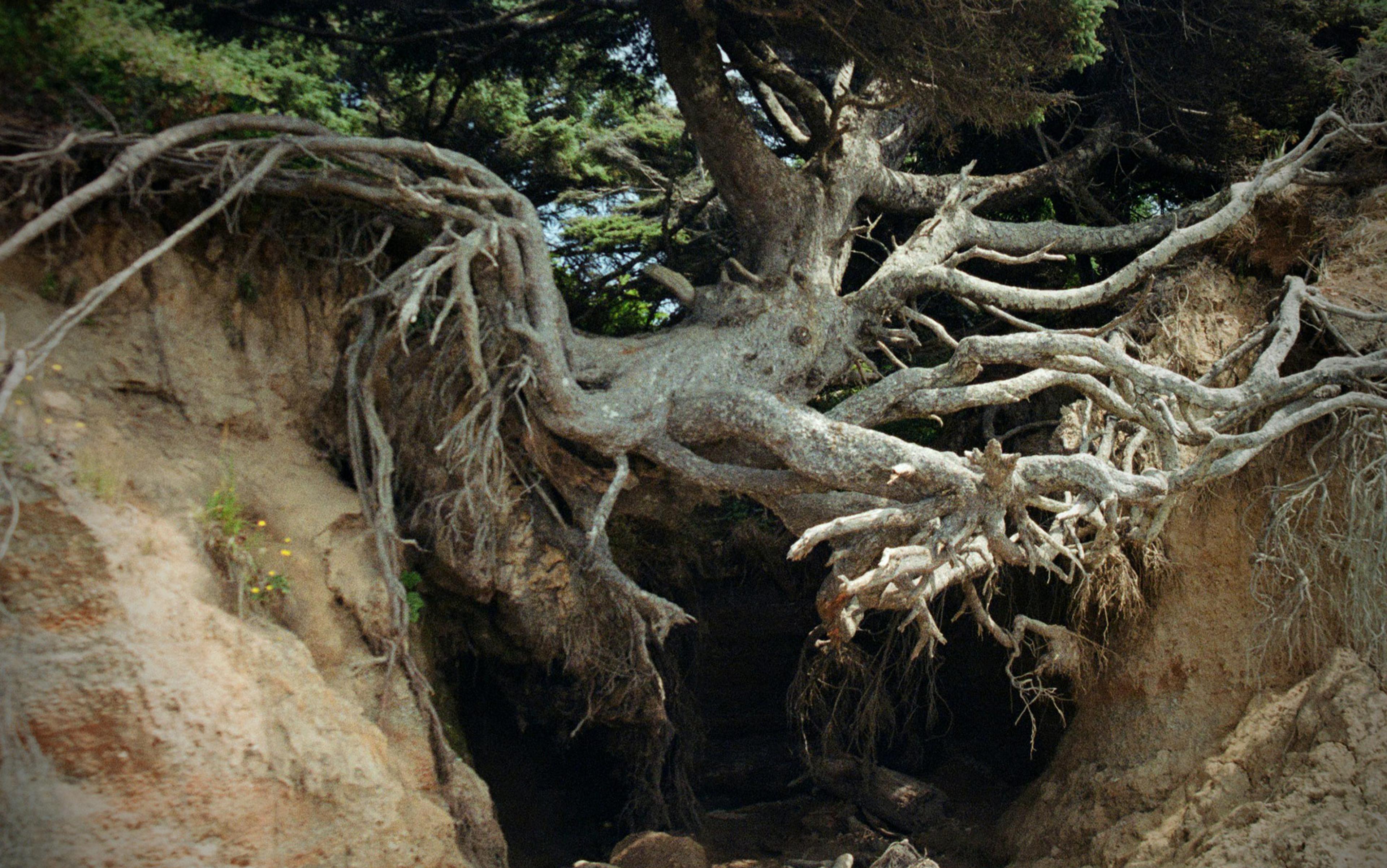 A tree with exposed roots growing from an eroded cliffside, with dense foliage in the background.