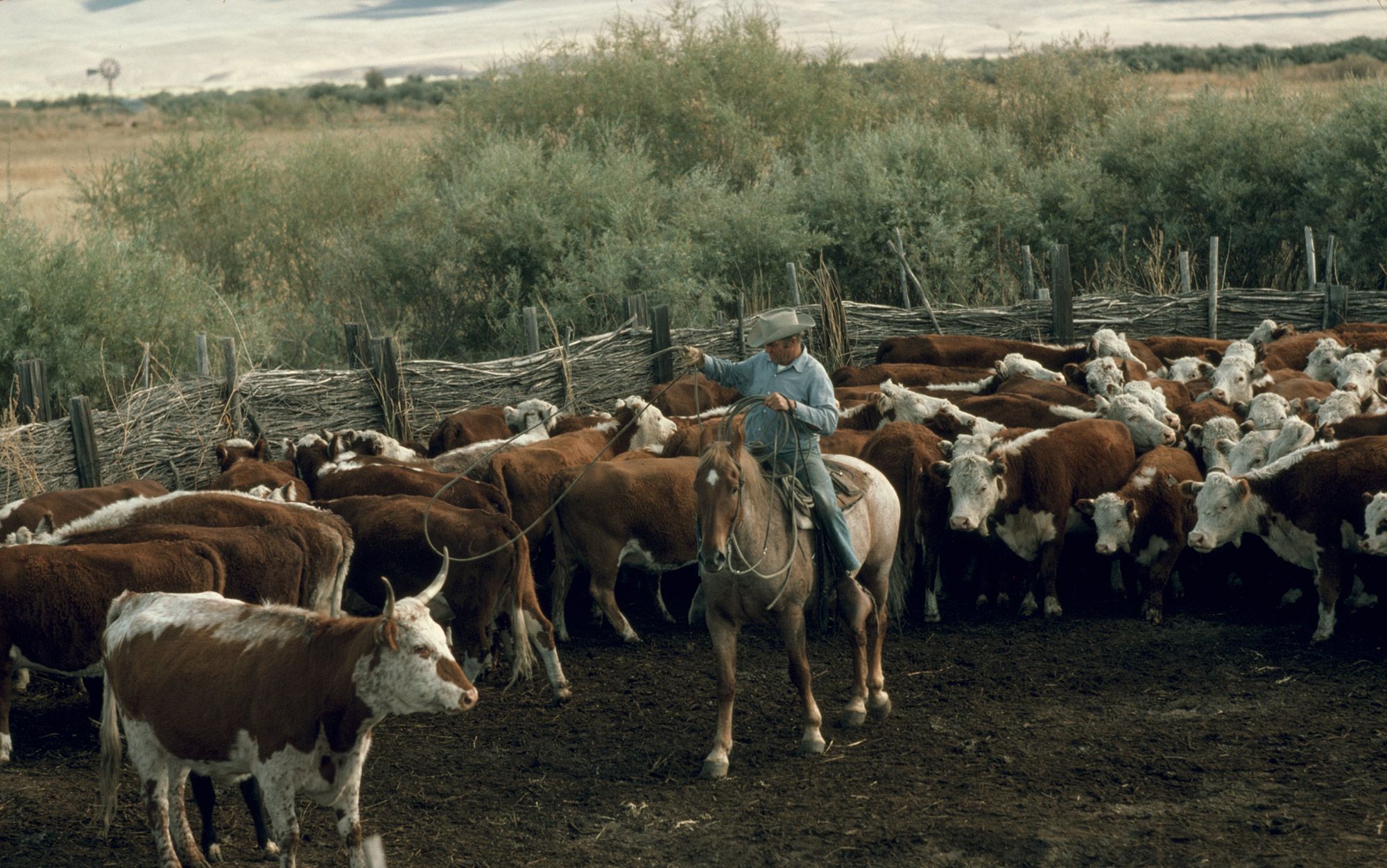 The Story Of American Beef: Mythical, Bloody And Contested | Aeon Essays