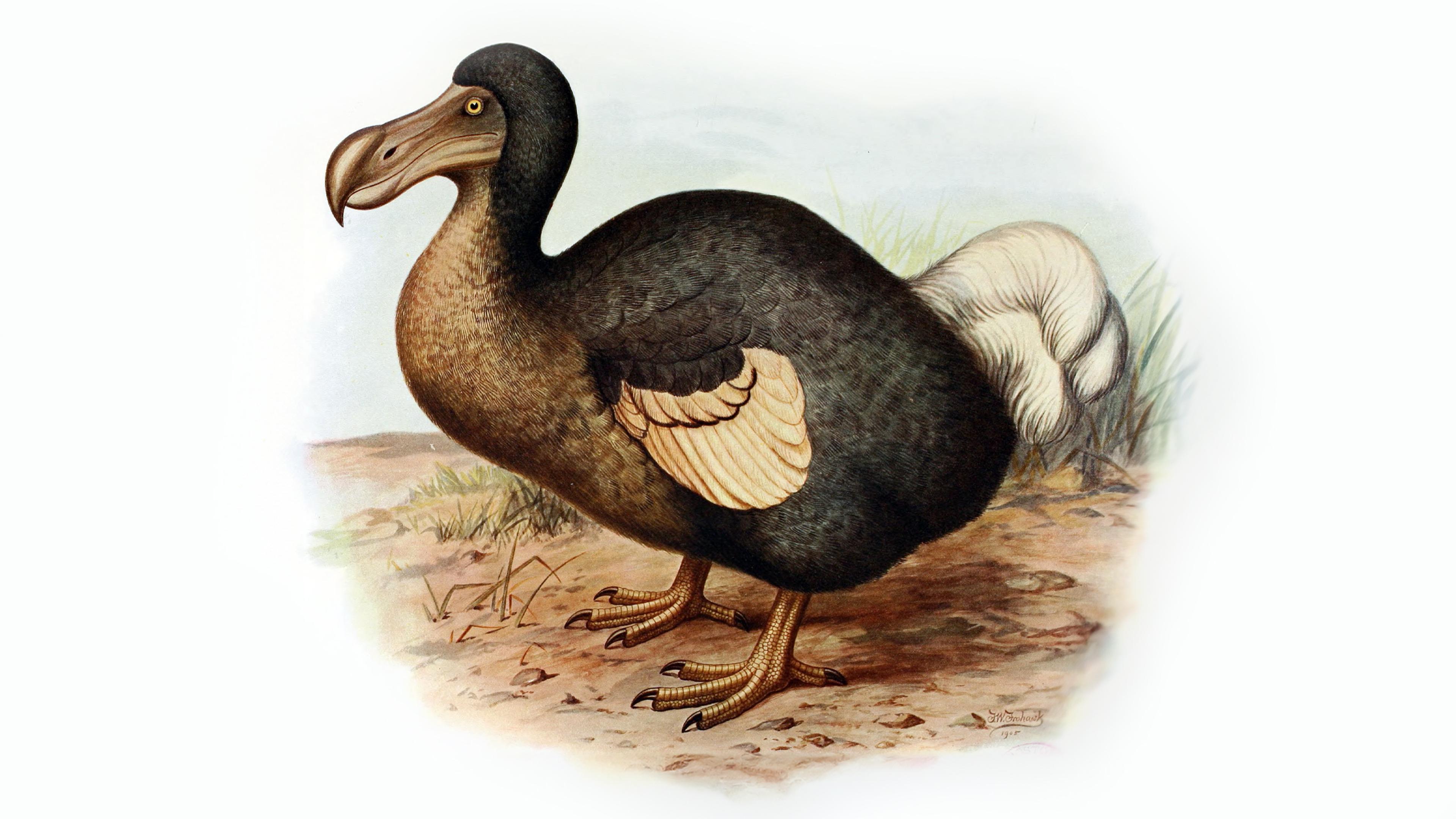 Illustration of a dodo bird with grey feathers, yellow beak, and stubby wings, standing on a grassy, sandy ground.