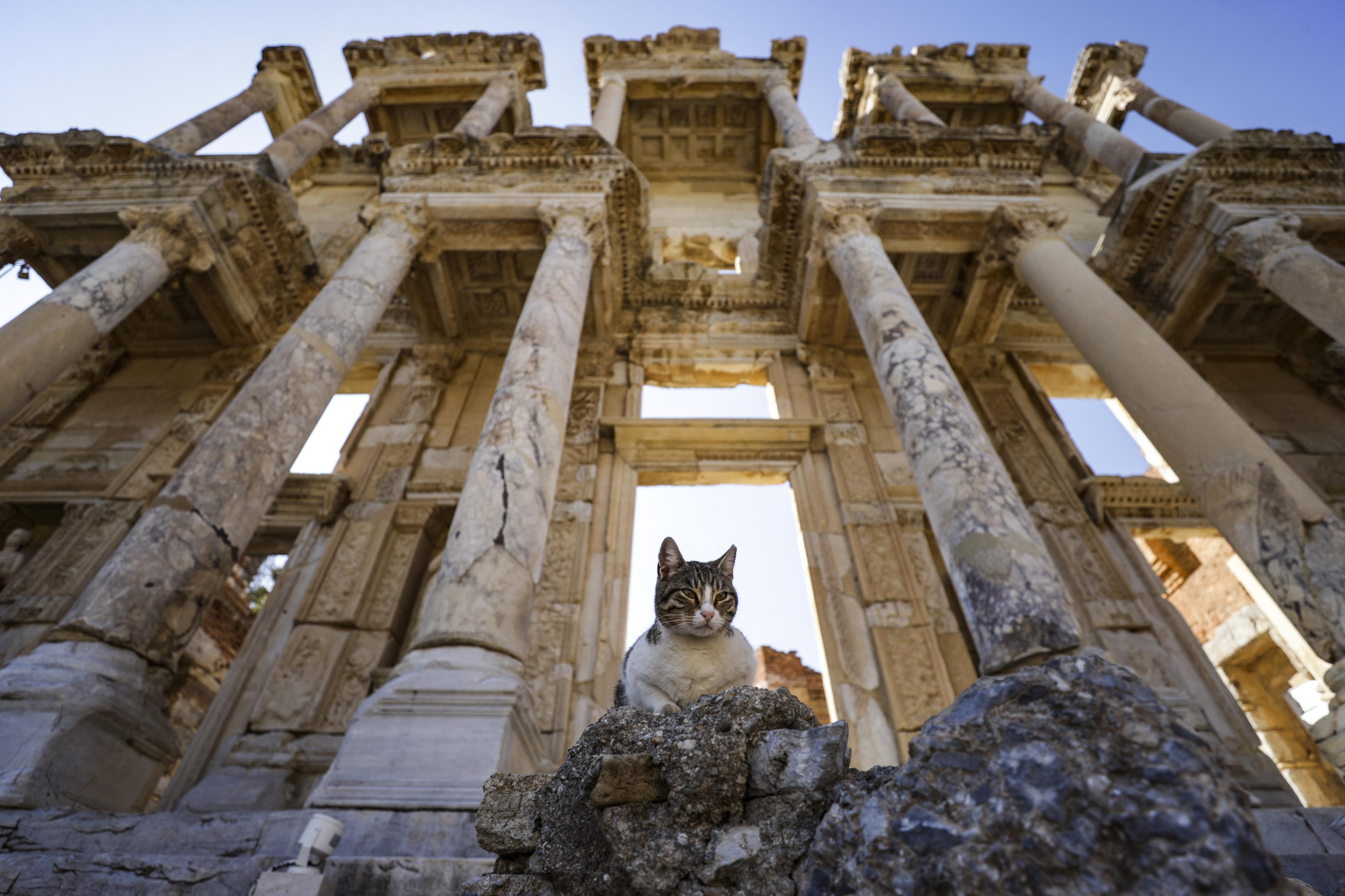 A cat sitting on ancient ruins with tall columns under a clear blue sky.