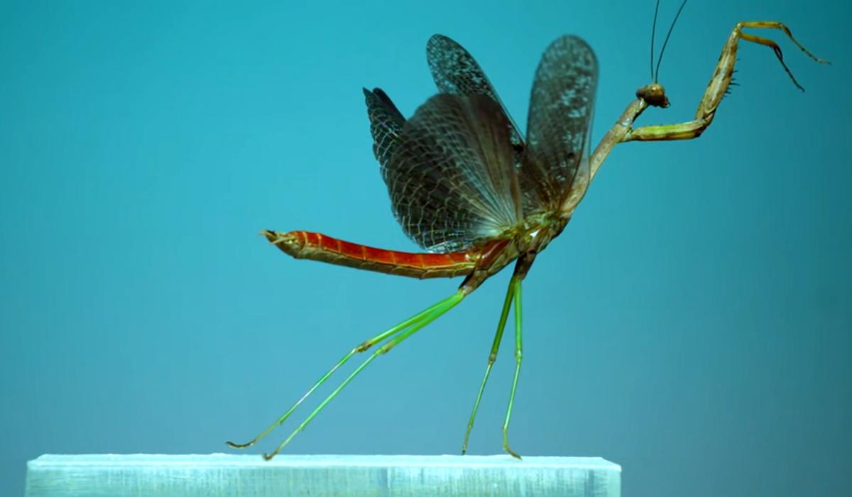 How insects become airborne, slowed down to a speed the human eye can ...