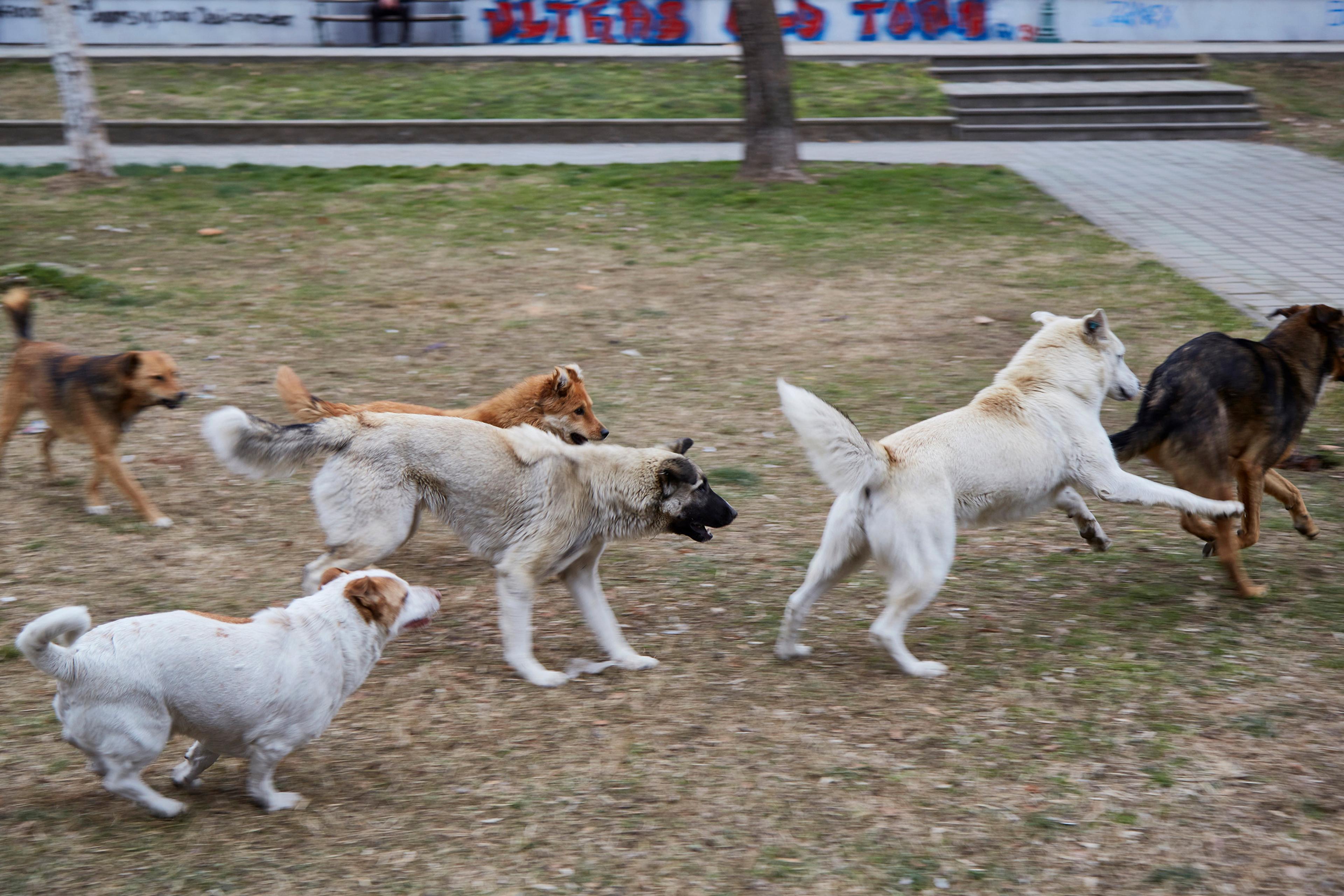 Photo of a group of dogs running on grass in a park with a graffitied wall and pavement in the background.