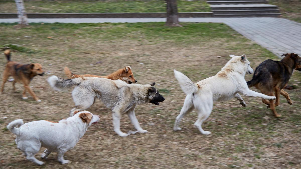 Photo of a group of dogs running on grass in a park with a graffitied wall and pavement in the background.