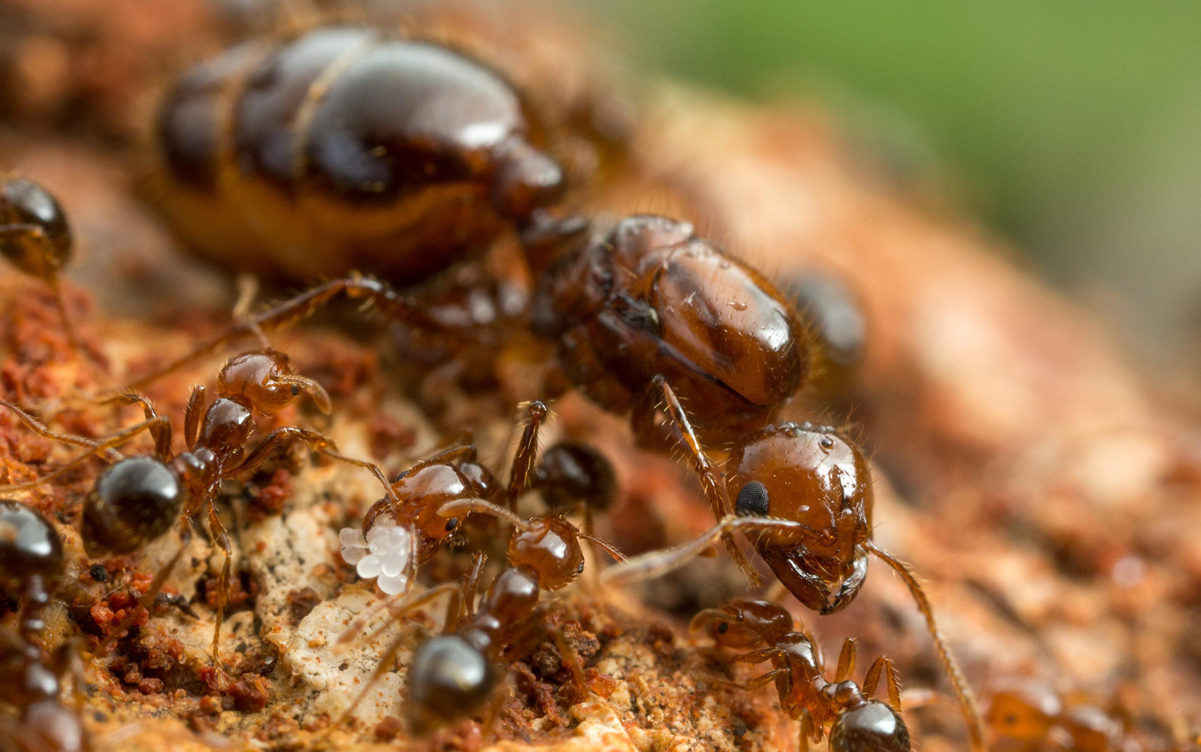 The Best Ant Killers Available Right Now: 2022 Edition - Epic