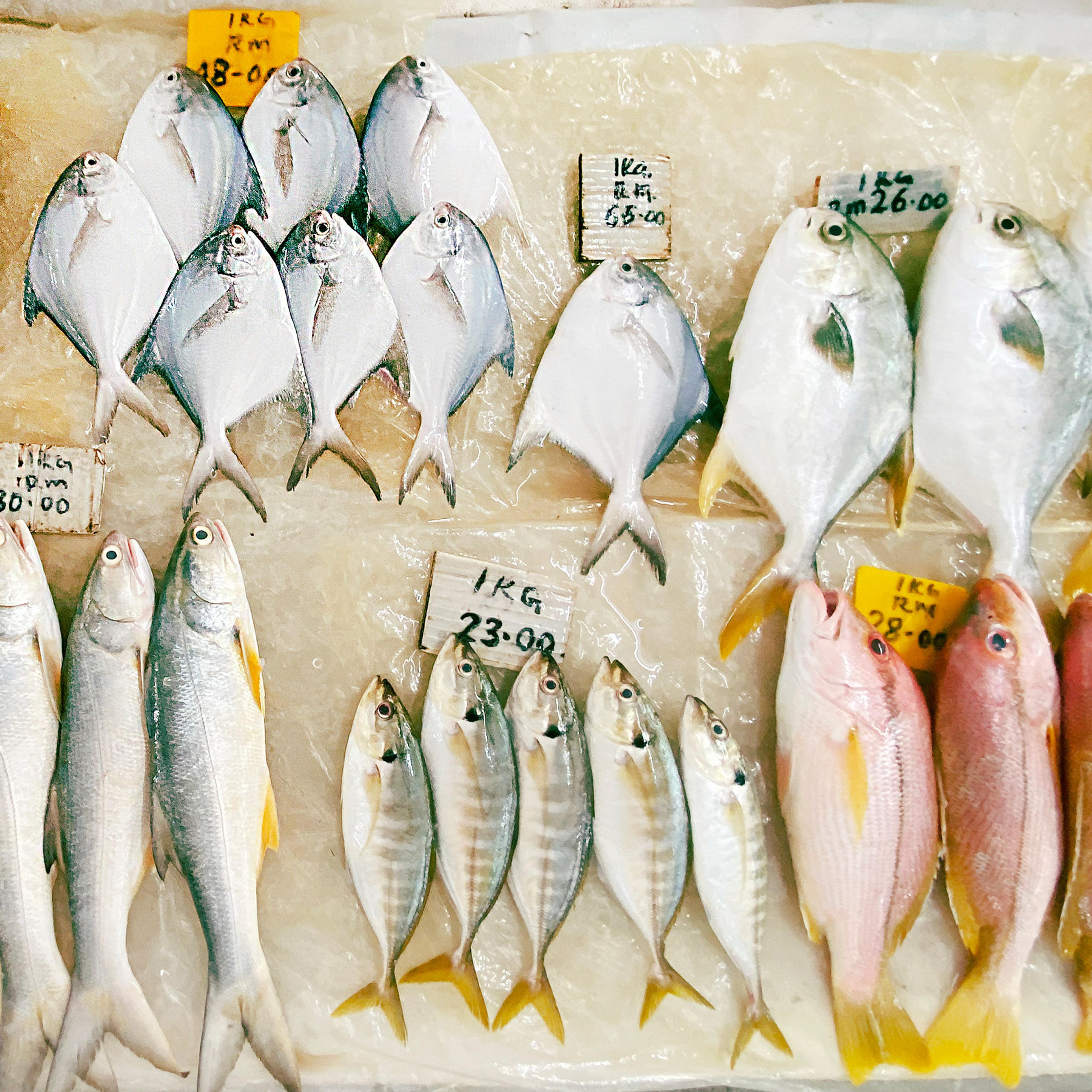 Various fish displayed in groupings at a fish market