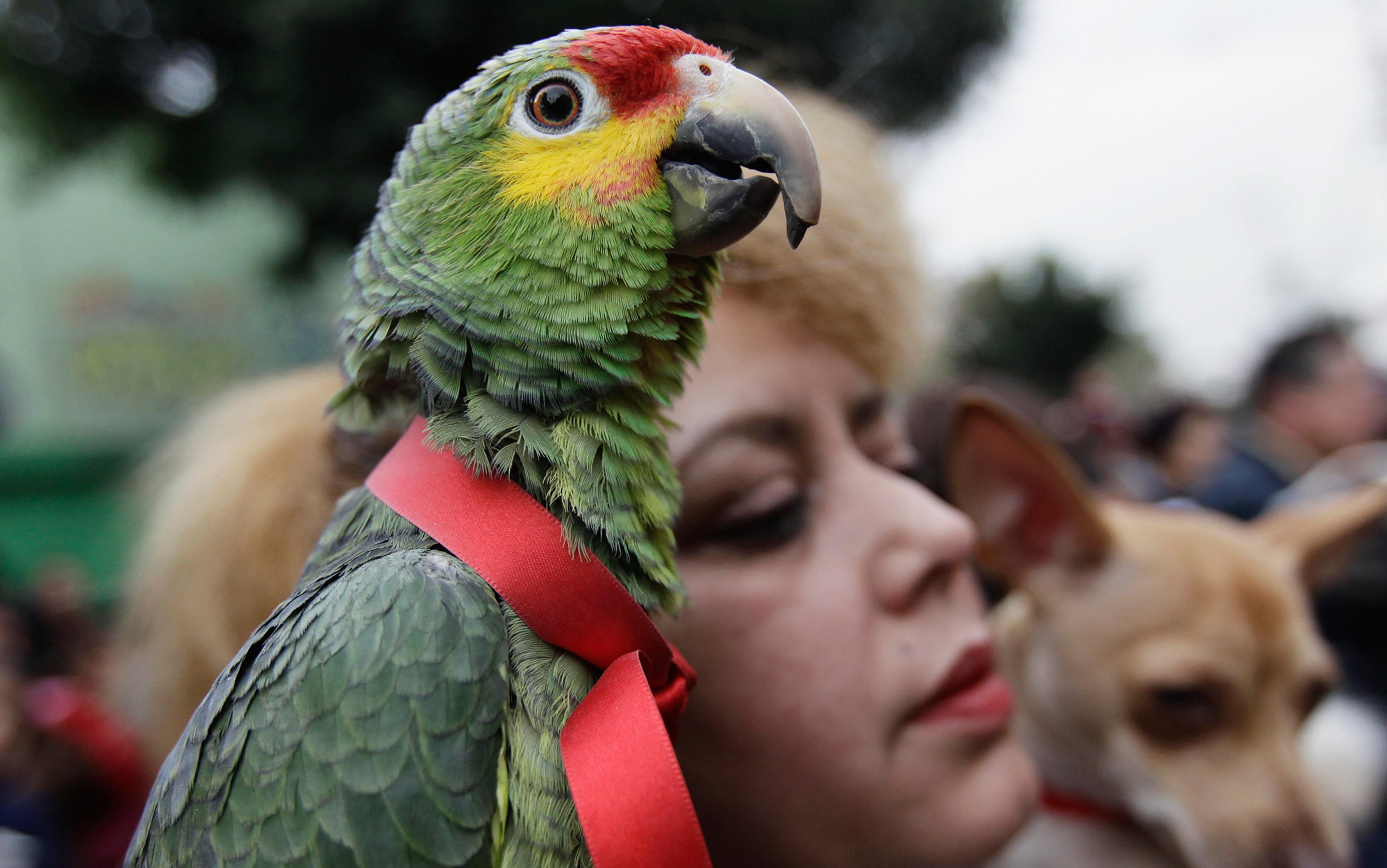 What Makes Parrots So Intelligent?