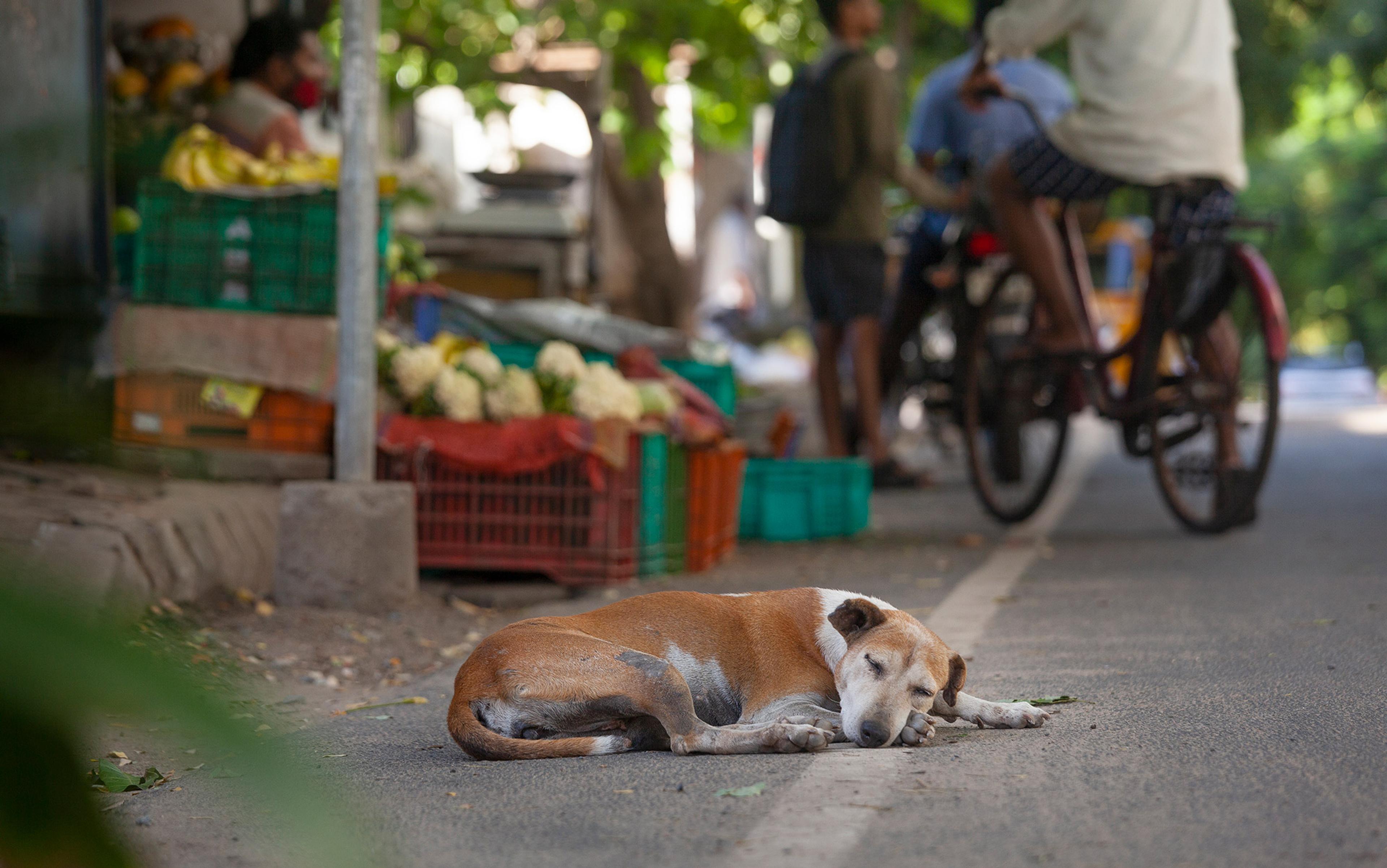 Dogs on India's streets can be freer and happier than many pets