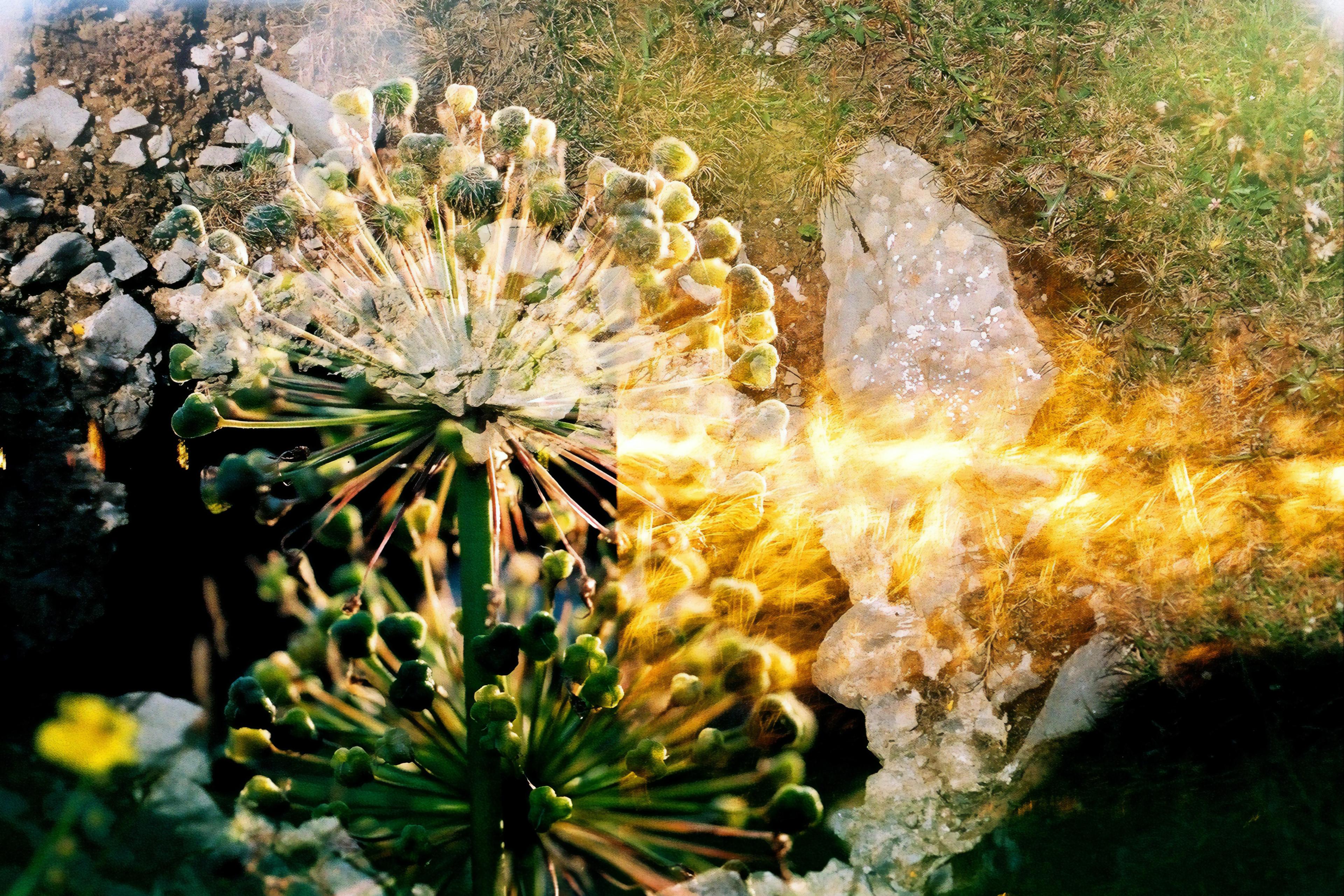 Abstract photo of green plant with round buds, rocks and grass blended with light streaks for a textured, vibrant effect.