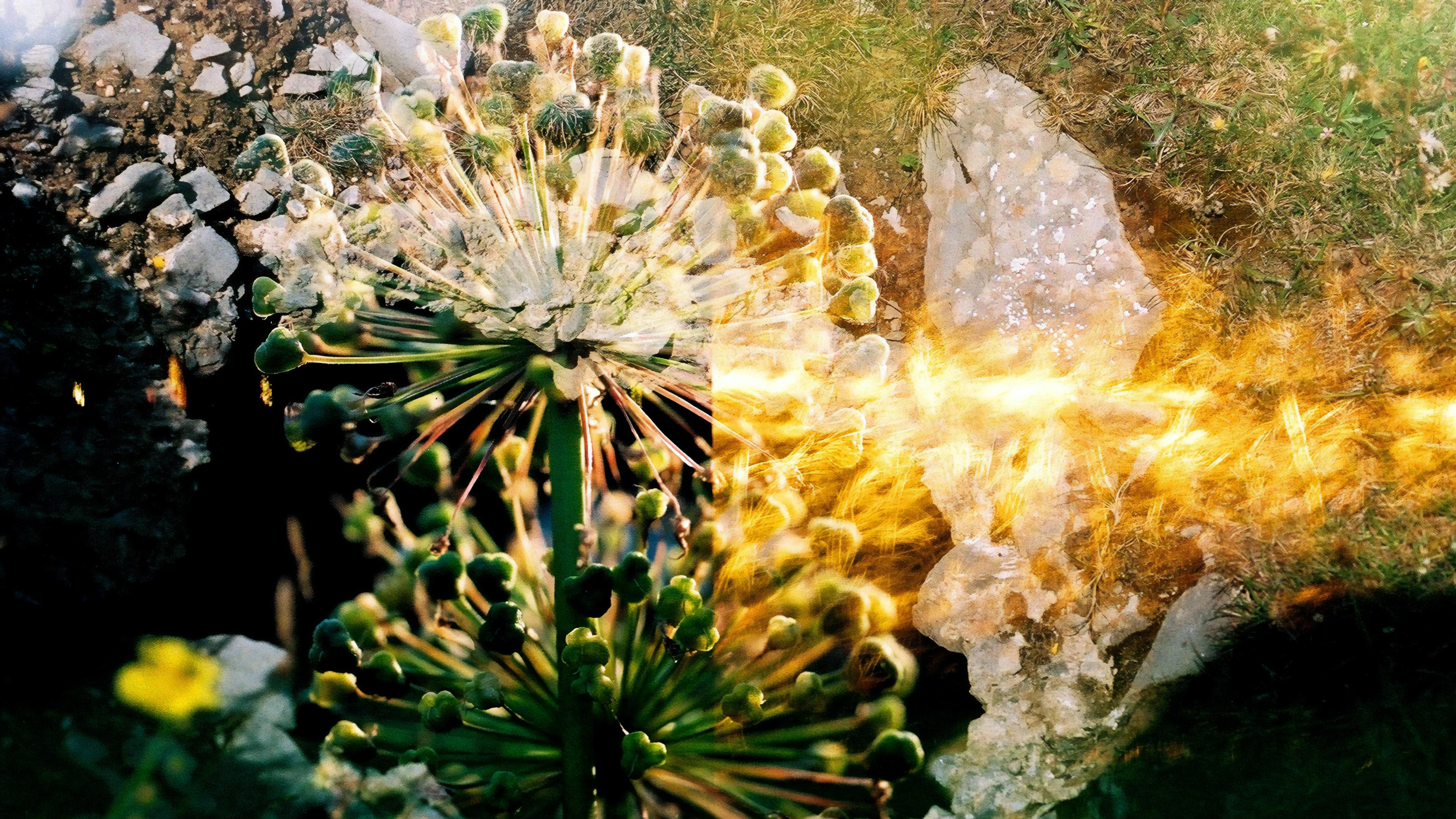 Abstract photo of green plant with round buds, rocks and grass blended with light streaks for a textured, vibrant effect.