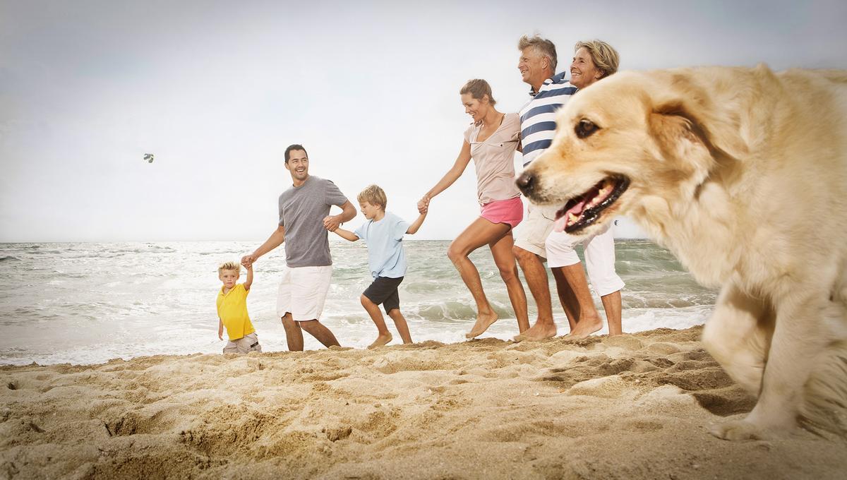 A smiling family hold hands and play on a sunny beach with their retriever dog