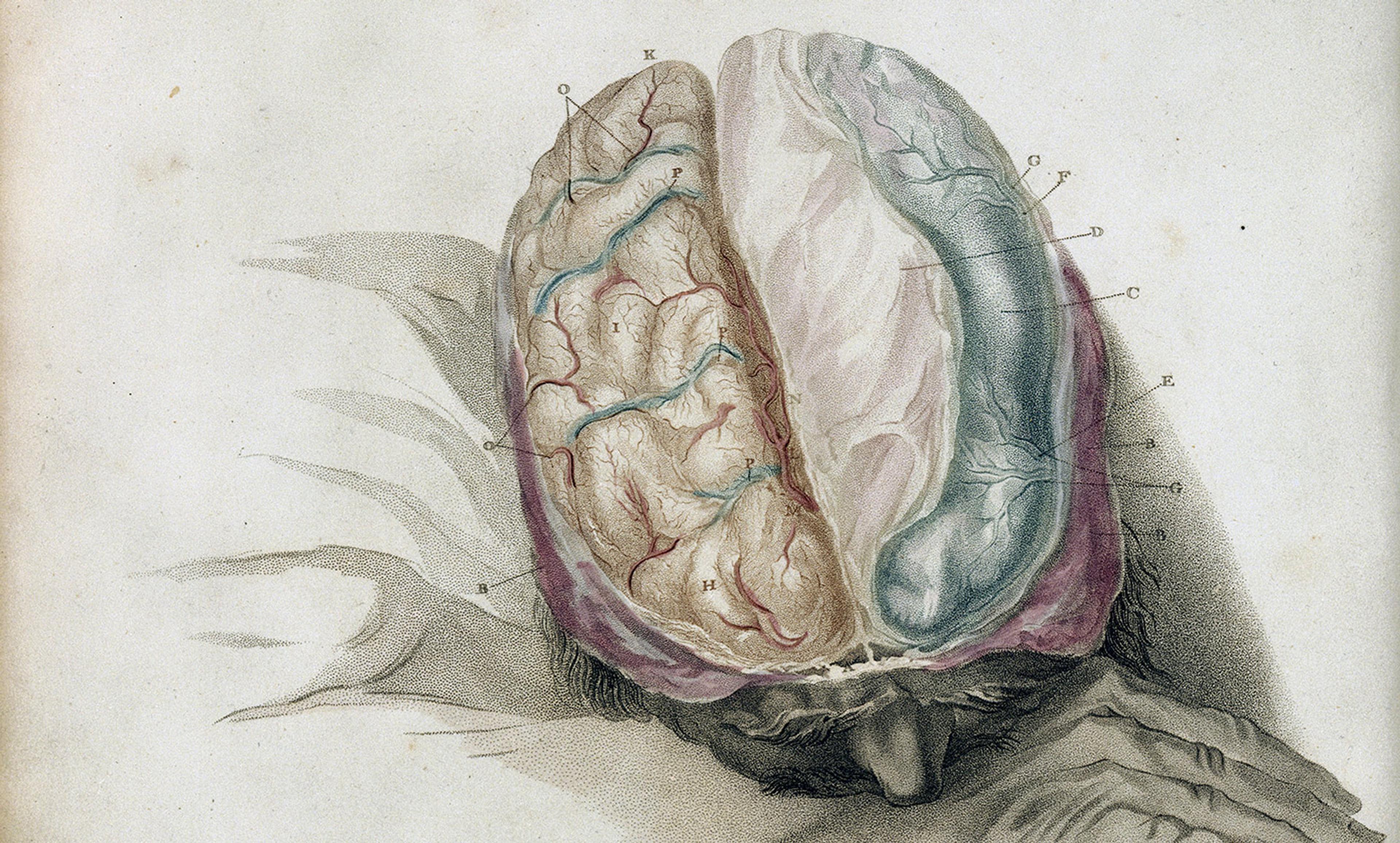 <p>Charles Bell <em>The Anatomy of the Brain</em>. Courtesy Wellcome Images</p>