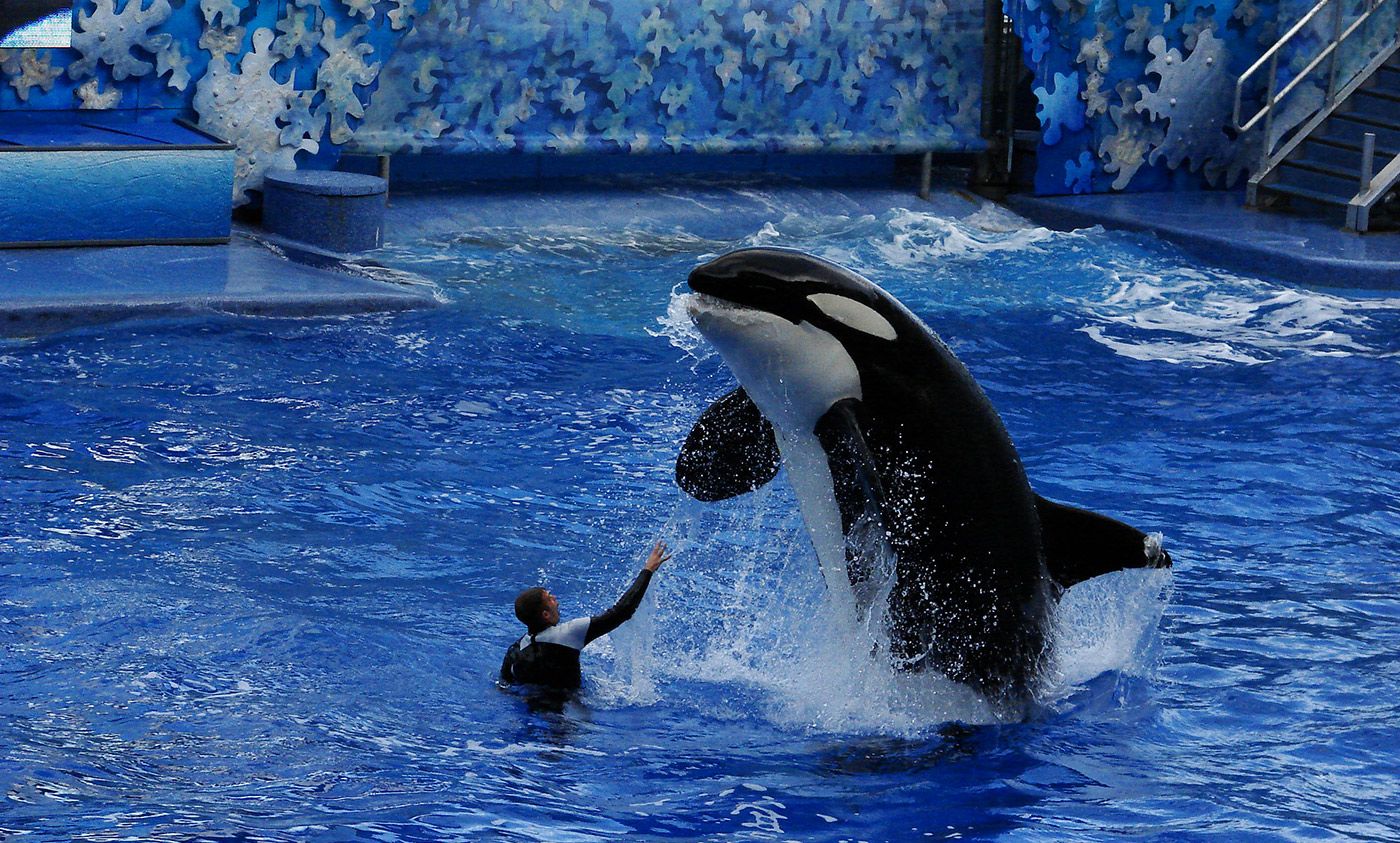 Stop boycotting SeaWorld if you care about marine conservation