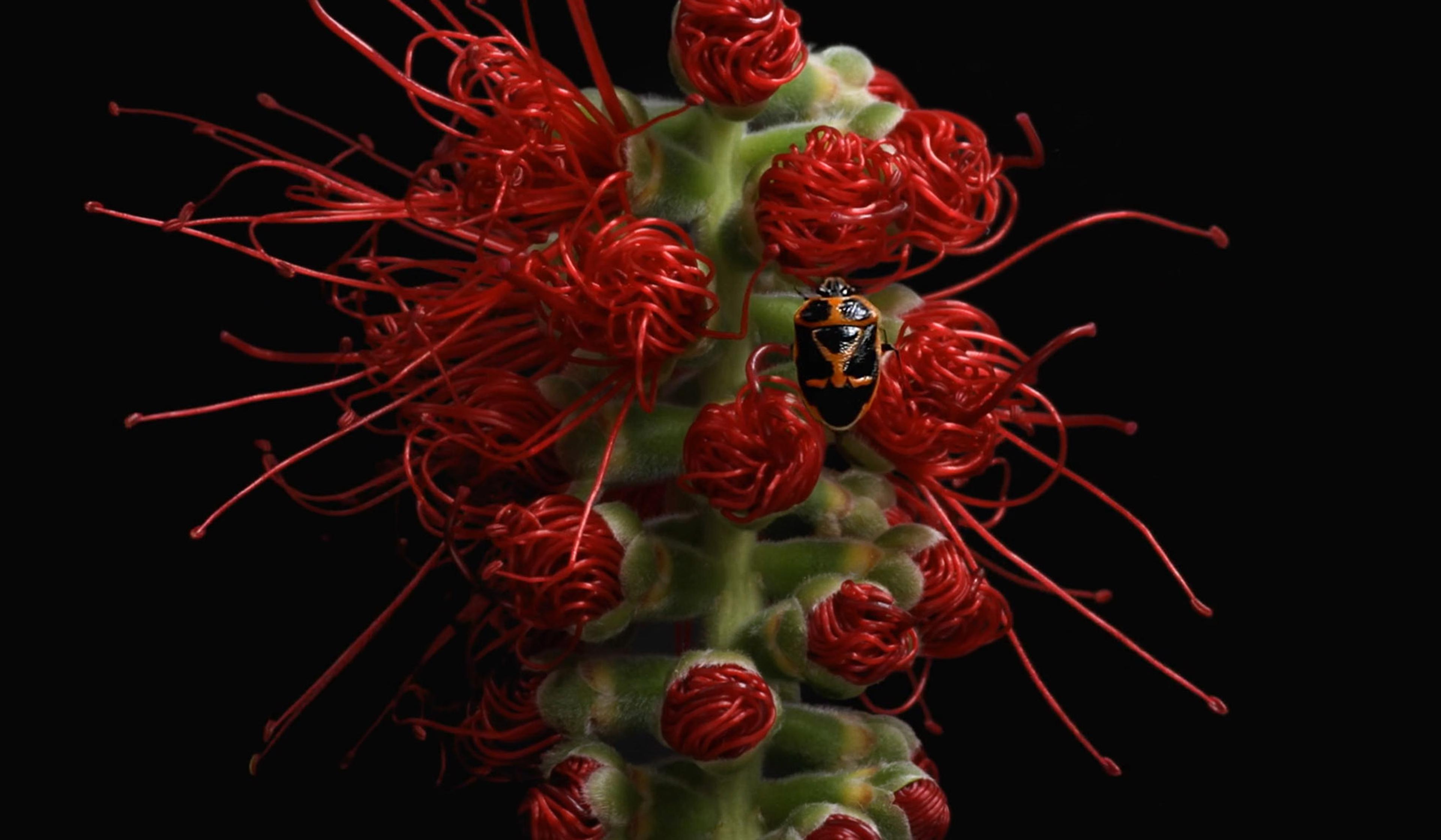 Close-up of a fuzzy green and red plant with a black and orange beetle against a black background.