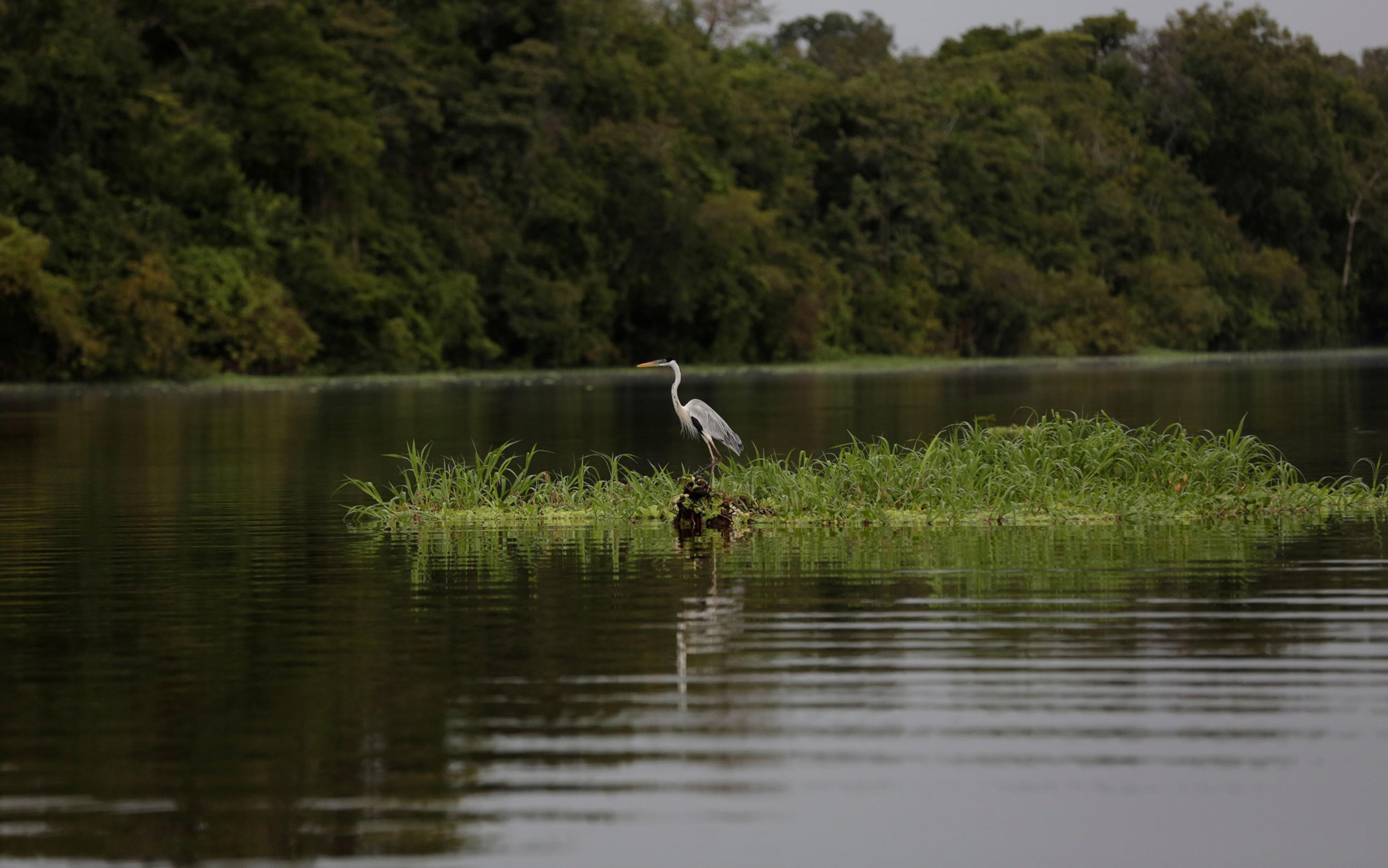 Heron standing on a small patch of greenery surrounded by calm water with a lush forest in the background.