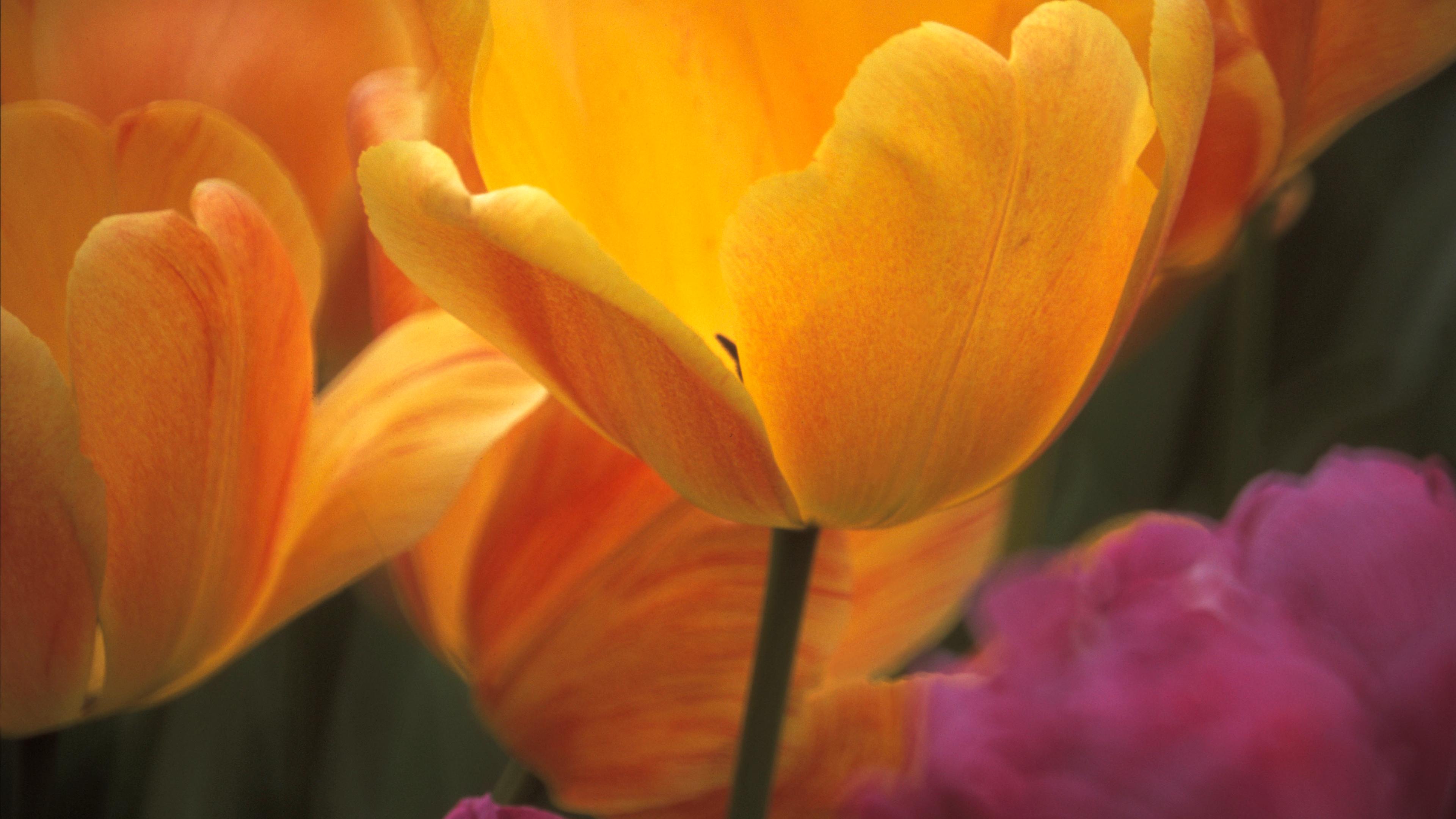 Photo of yellow tulips and pink flowers in soft focus, showing petals in detail with a blurred background.