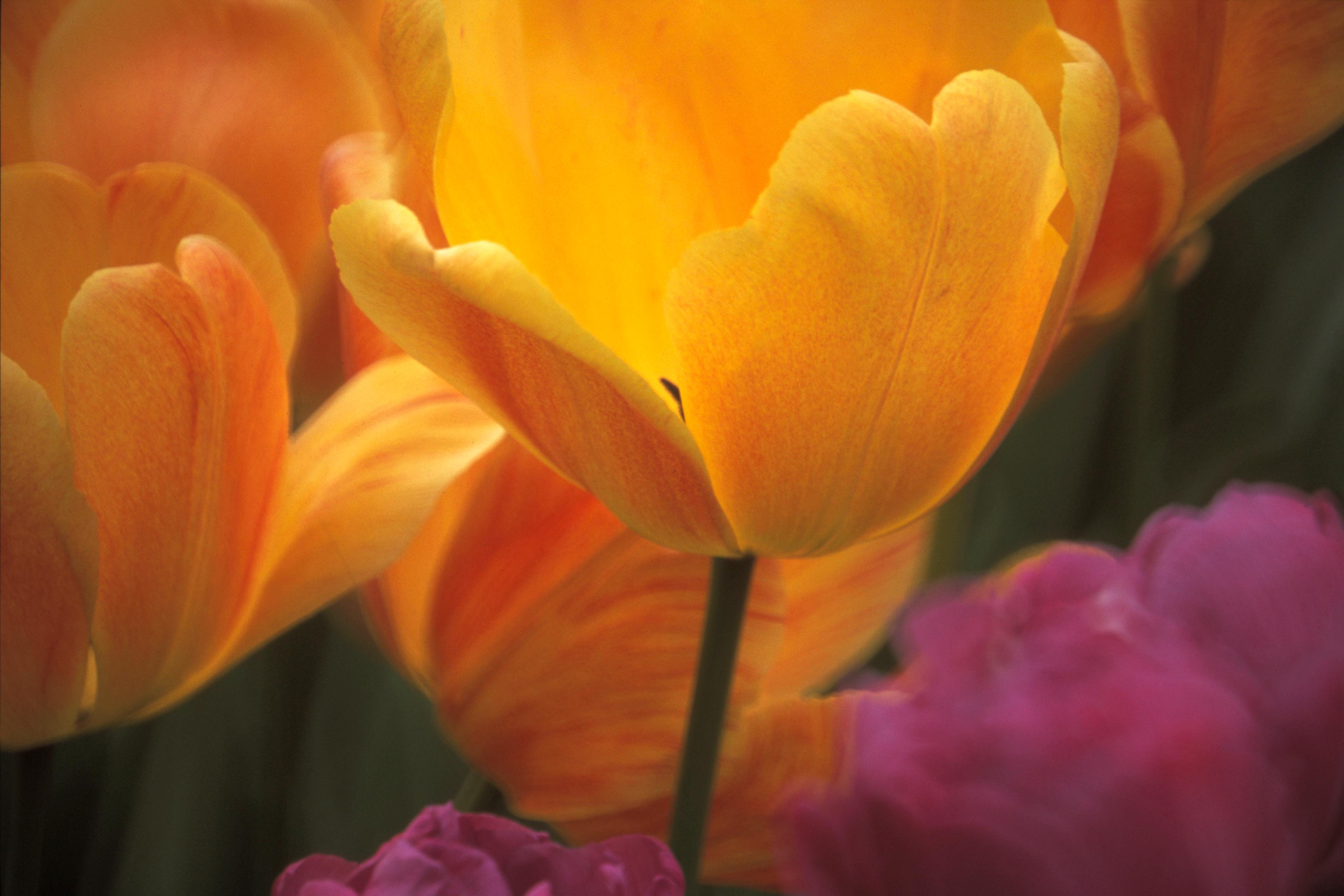 Photo of yellow tulips and pink flowers in soft focus, showing petals in detail with a blurred background.