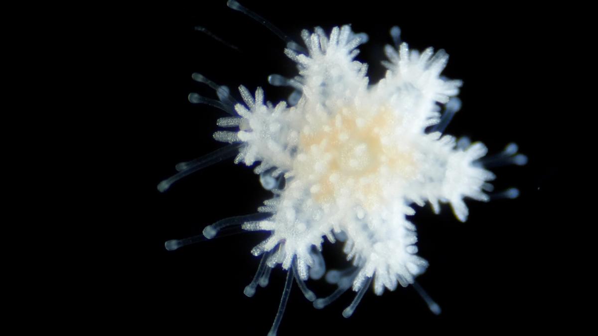 Close-up of a white sea star larvae against a black background.