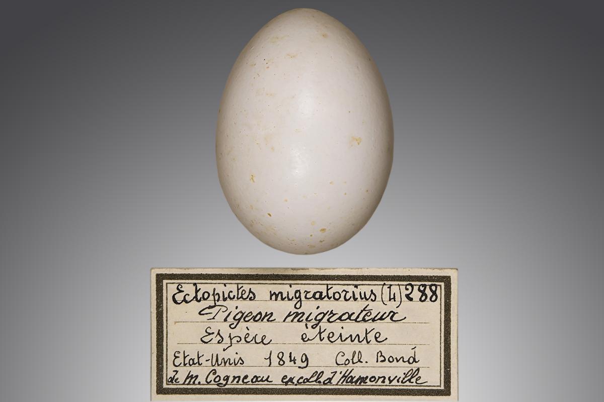 A passenger pigeon egg against a gradient background with a handwritten label in French detailing its origin.