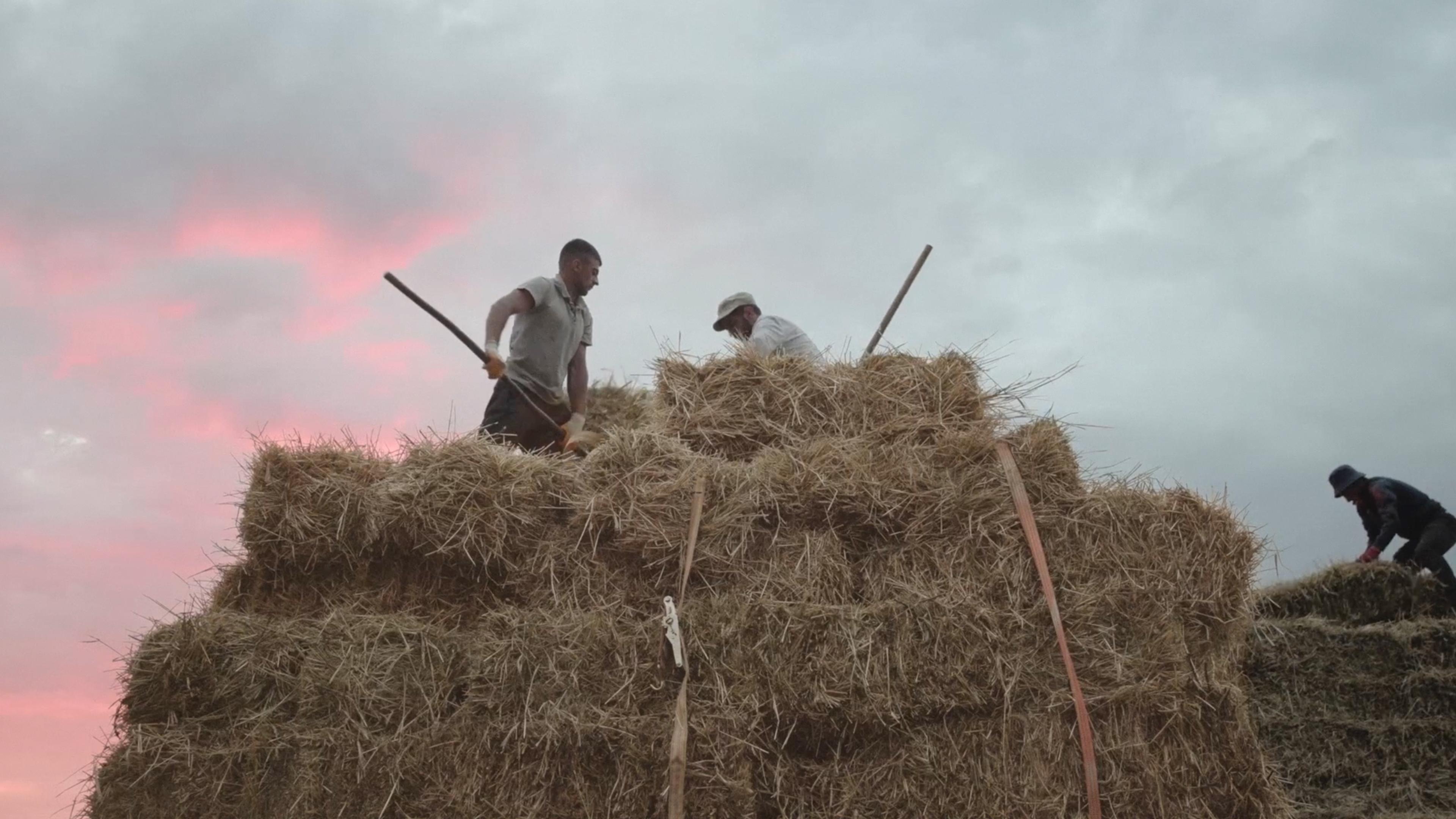 Photo of three people stacking hay bales under a cloudy sky with a pink sunset.