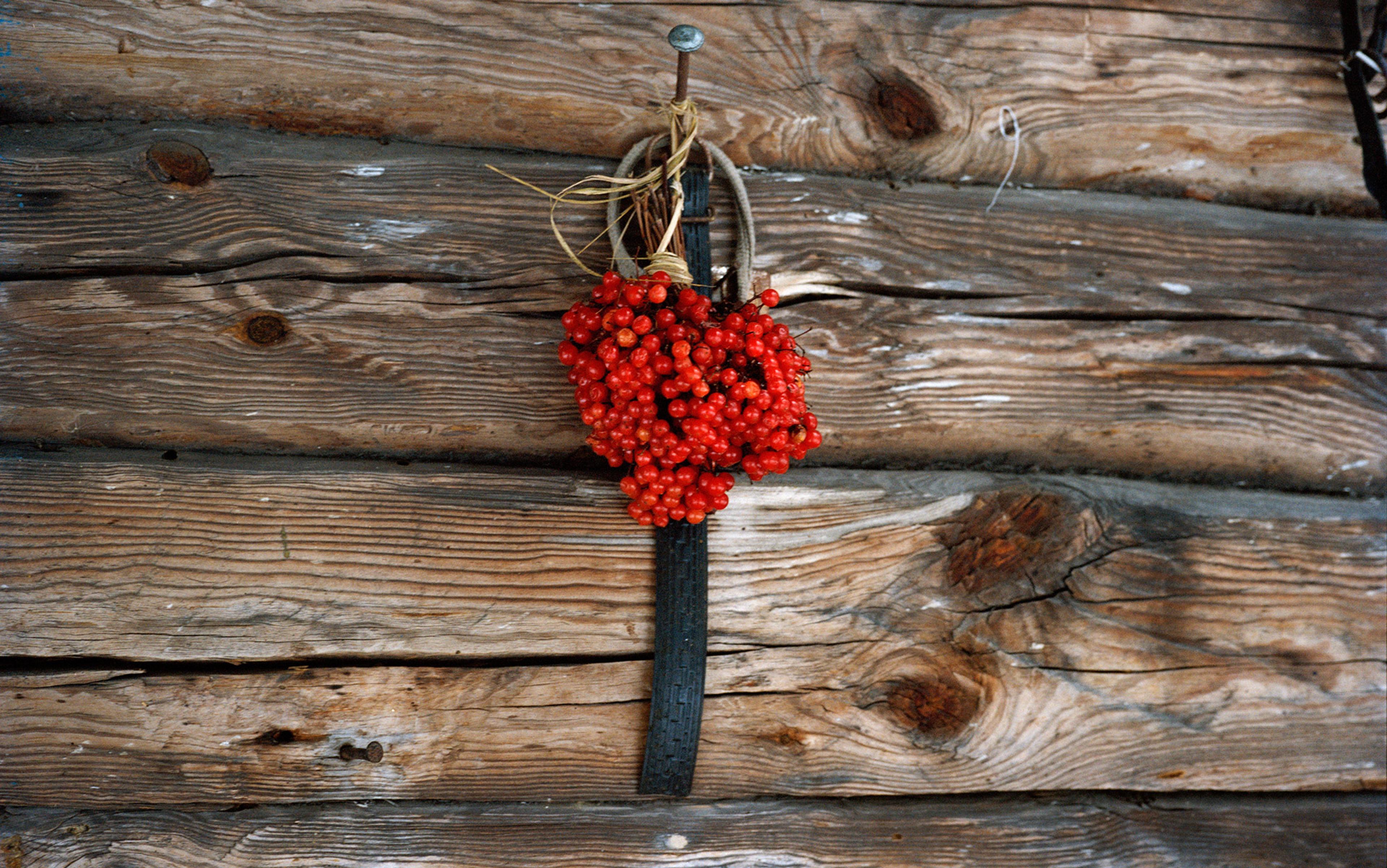 A bunch of red berries hanging from a hook on a rustic wooden wall.