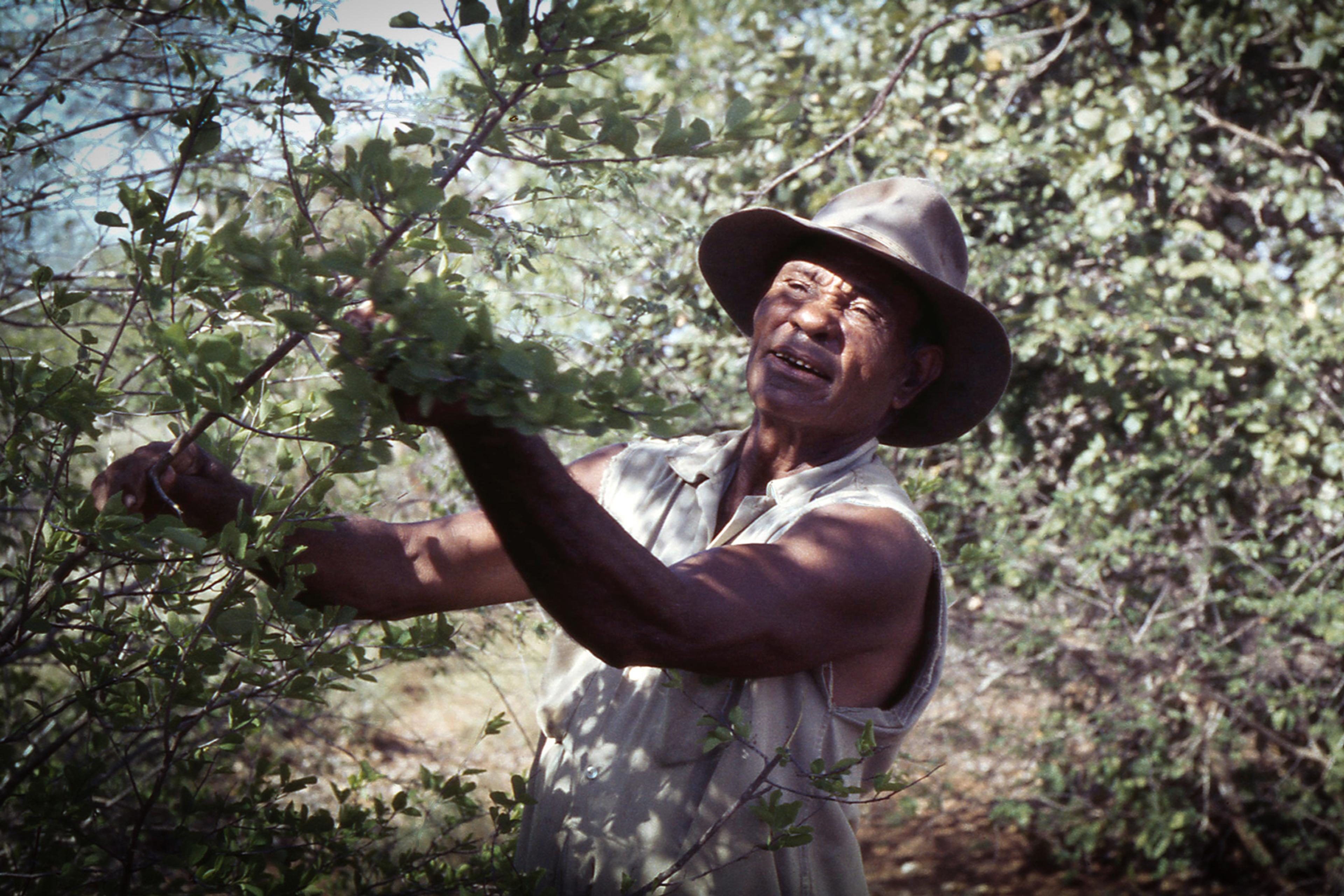 A man in a sleeveless shirt and hat working in a dense, leafy forest or thicket, looking focused on the task at hand.