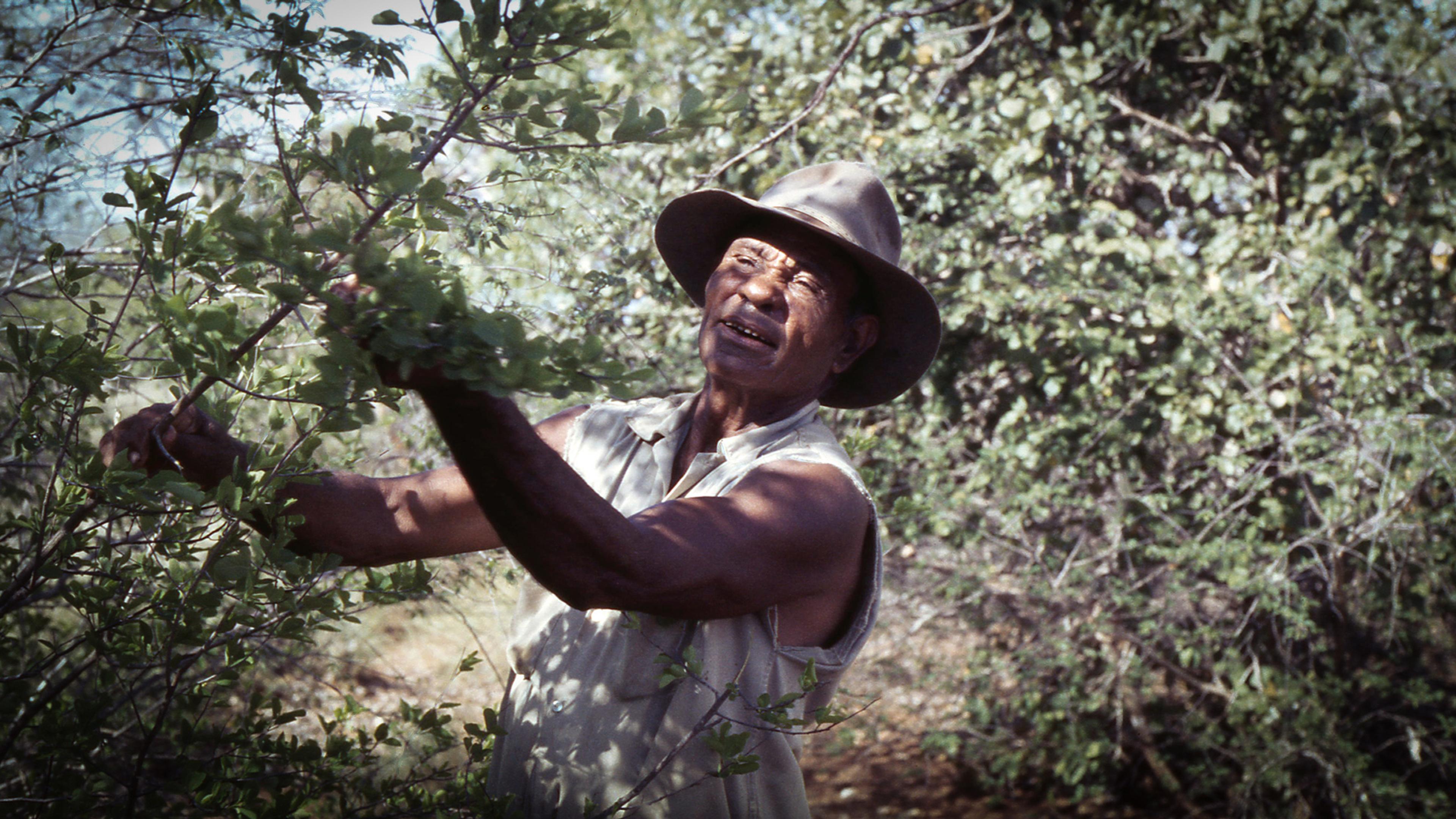 A man in a sleeveless shirt and hat working in a dense, leafy forest or thicket, looking focused on the task at hand.