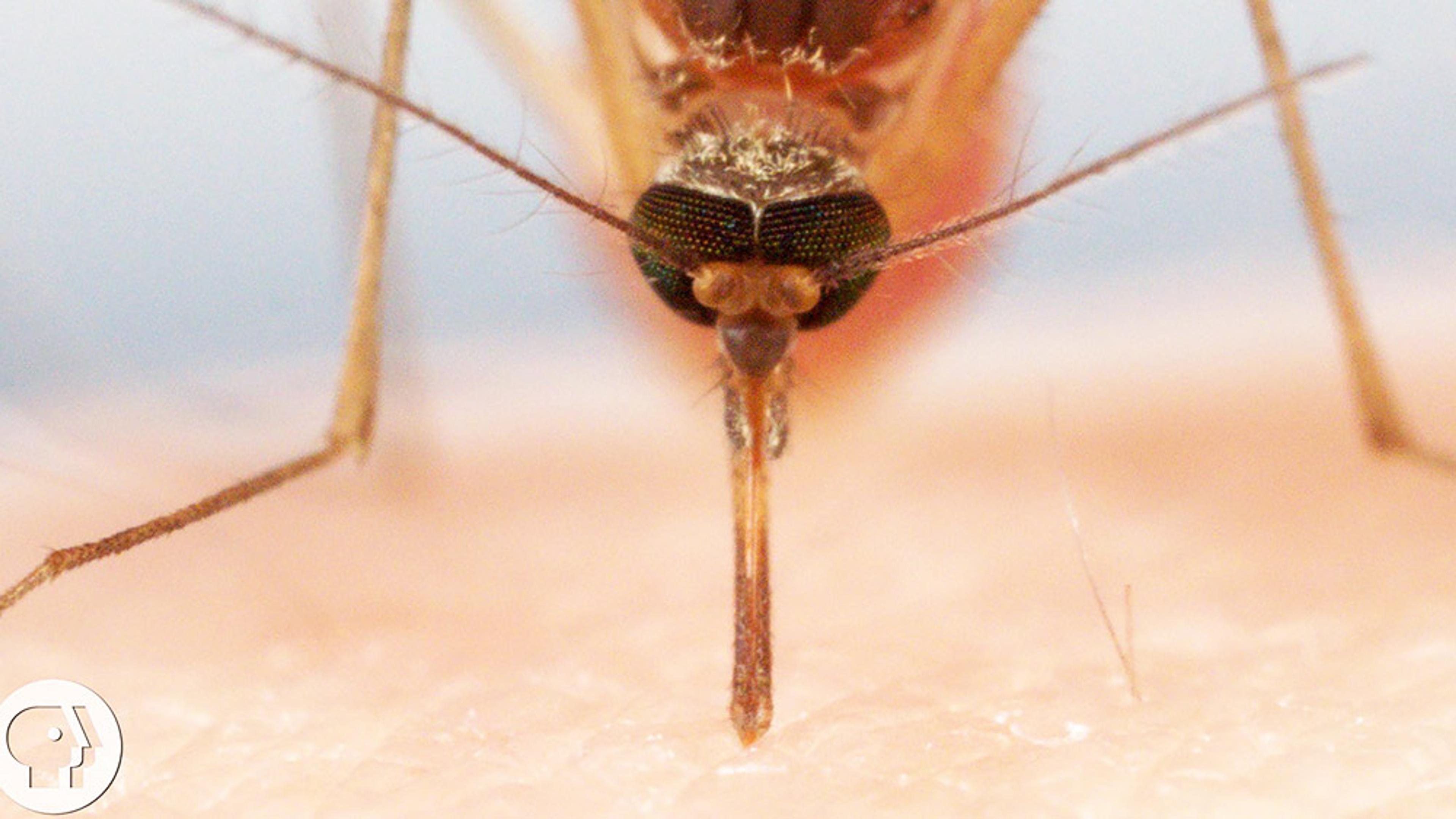 A mosquito viewed head-on feeding on human skin. The image is highly detailed, showing the mosquito’s proboscis and eyes.
