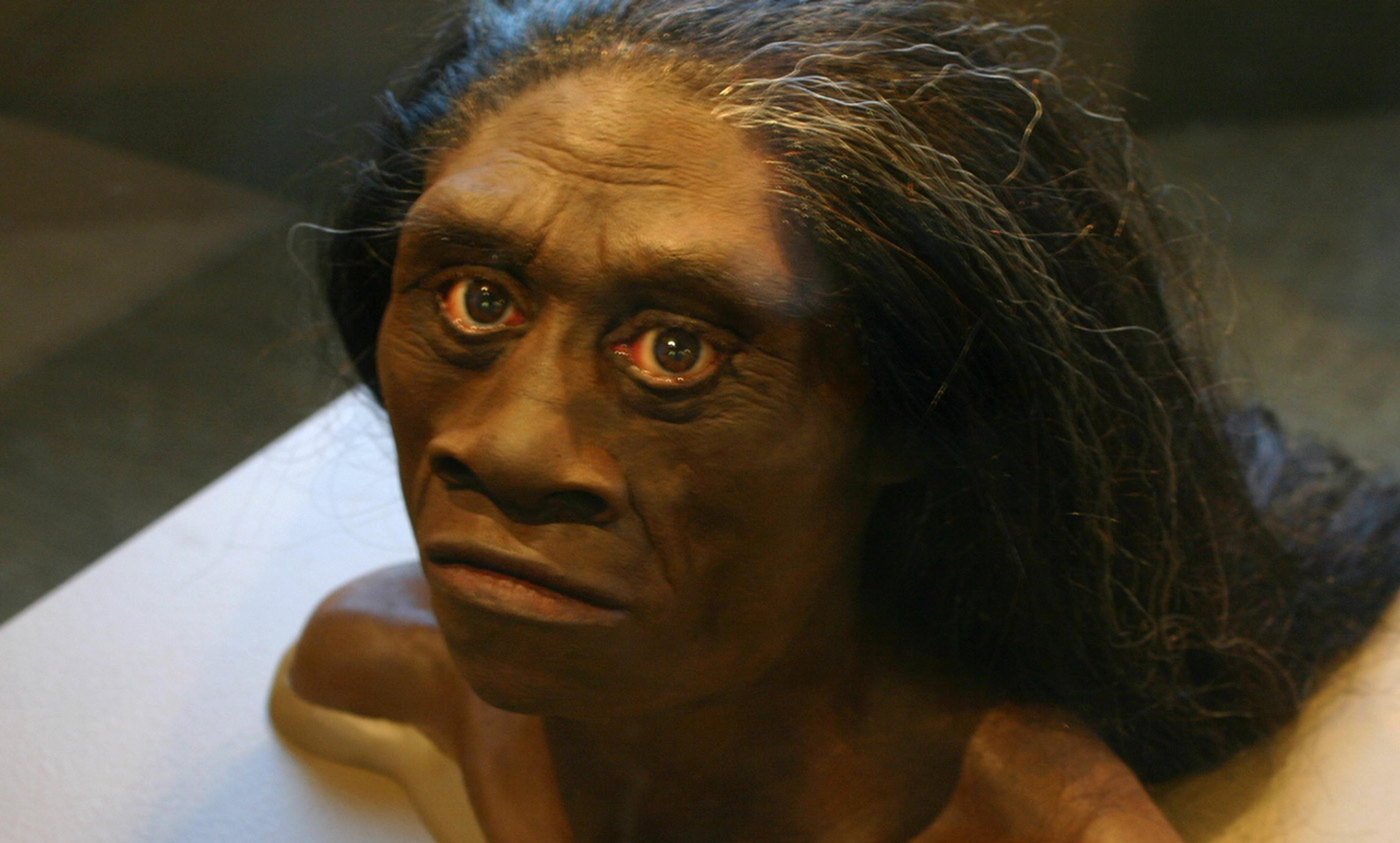 <p><em>Homo floresiensis</em> model at the David H Koch Hall of Human Origins at the Smithsonian National Museum of Natural History. <em>Photo by Ryan Somma/Flickr</em></p>