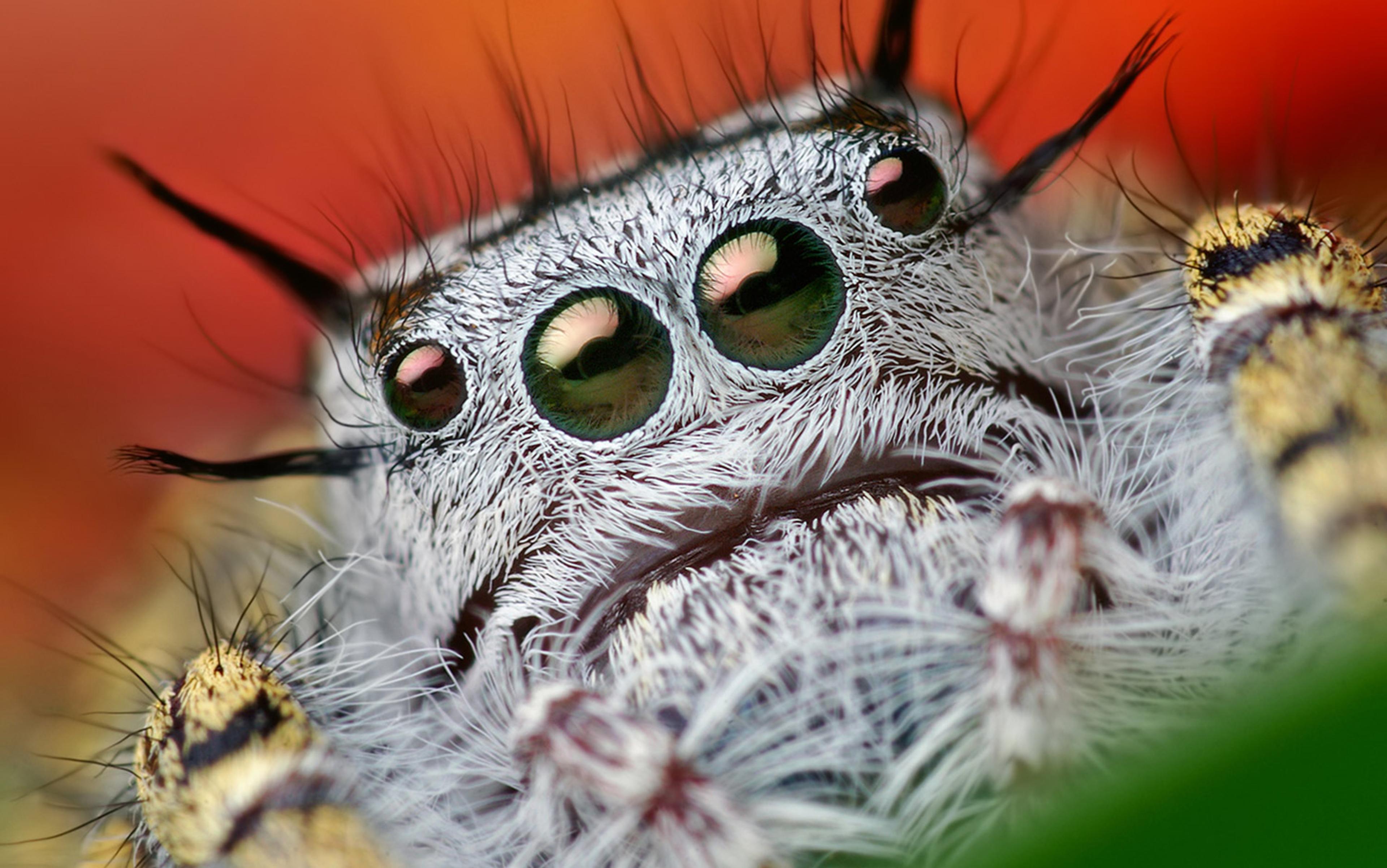Scientists find a colorful jumping spider that is color blind •