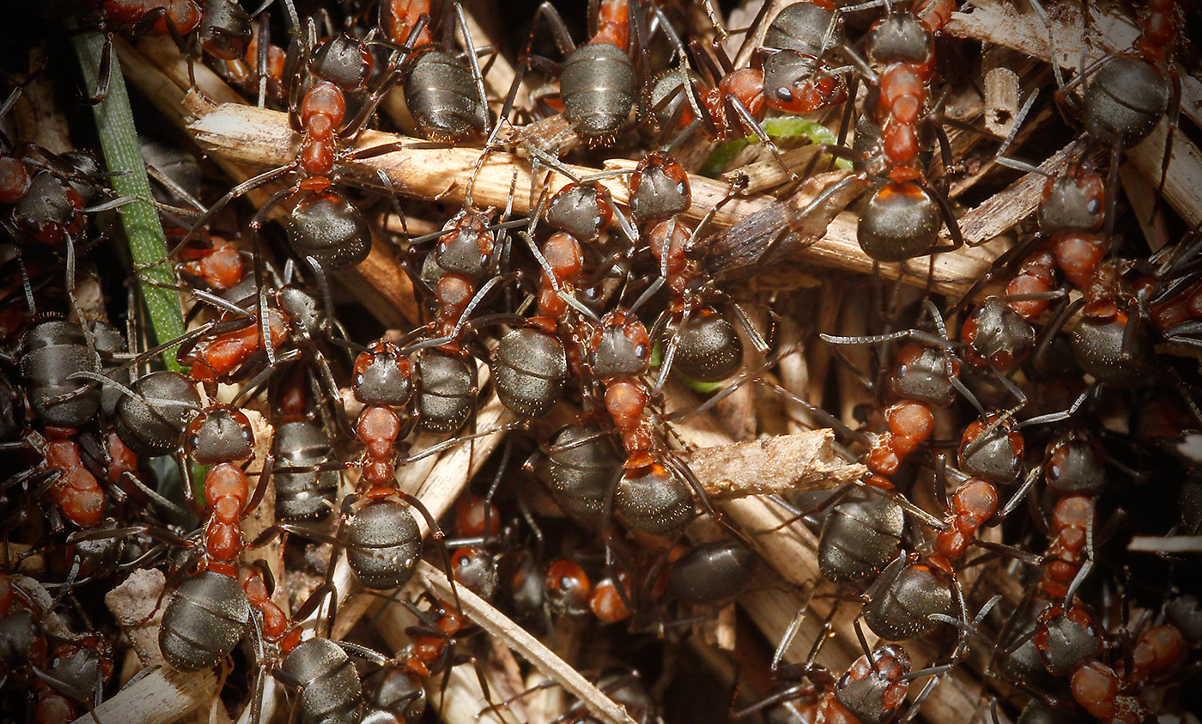 Numerous red and black ants crawling over twigs and leaves, showcasing their segmented bodies and bustling activity.