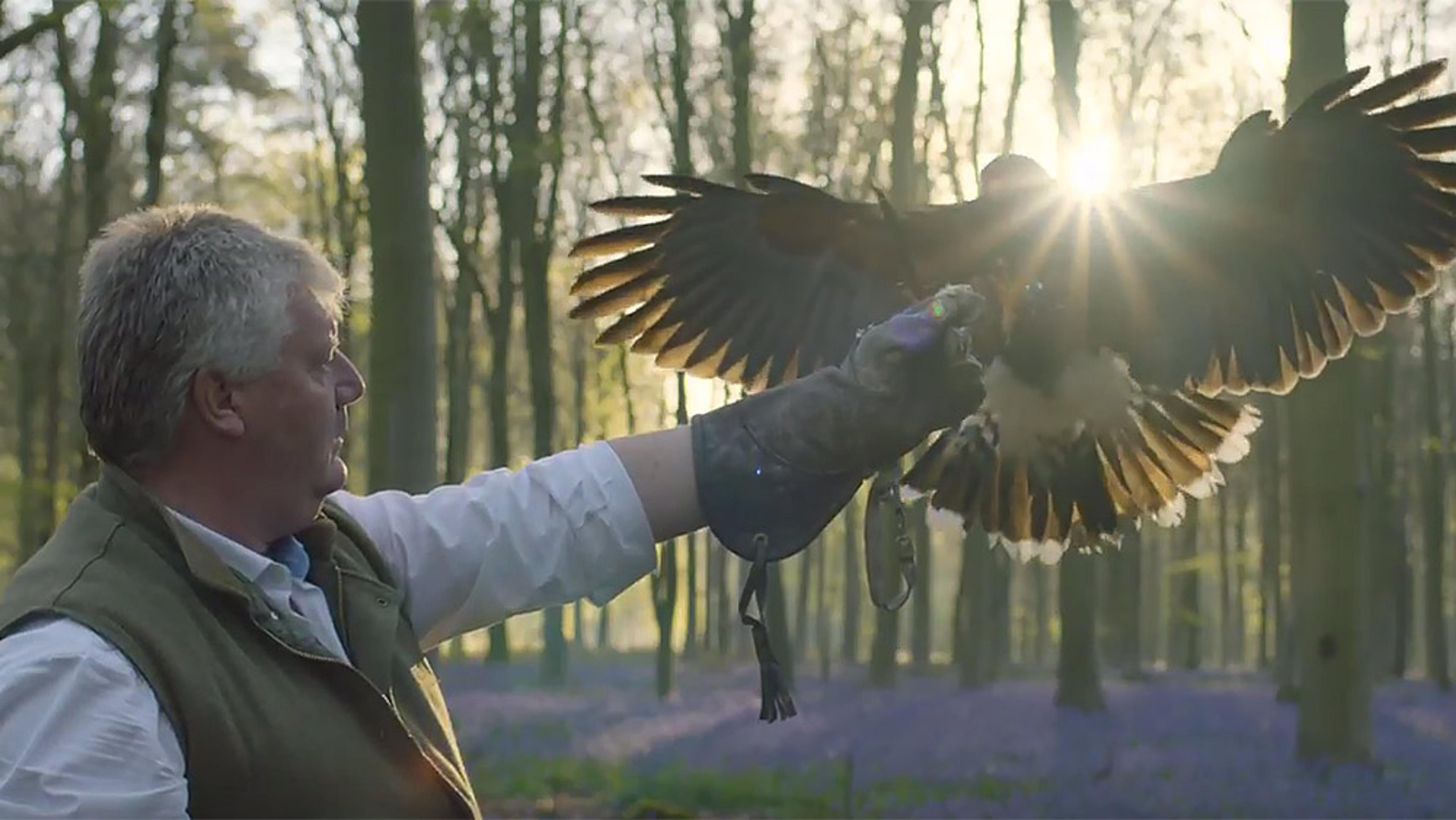 A man in a forest with a falcon on his gloved arm at sunrise or sunset, light filtering through trees, with blue flowers.