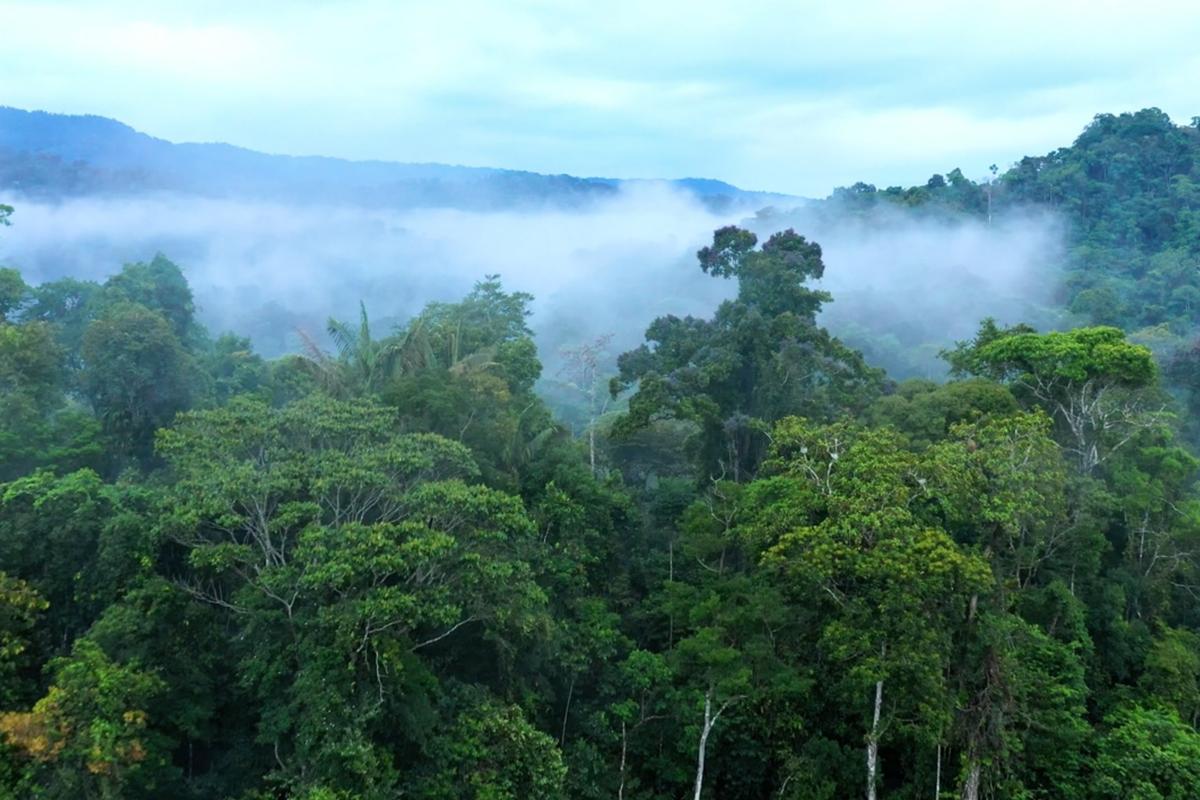 Can ecosystems malfunction?