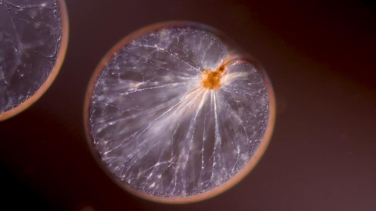 images.aeonmedia.co image