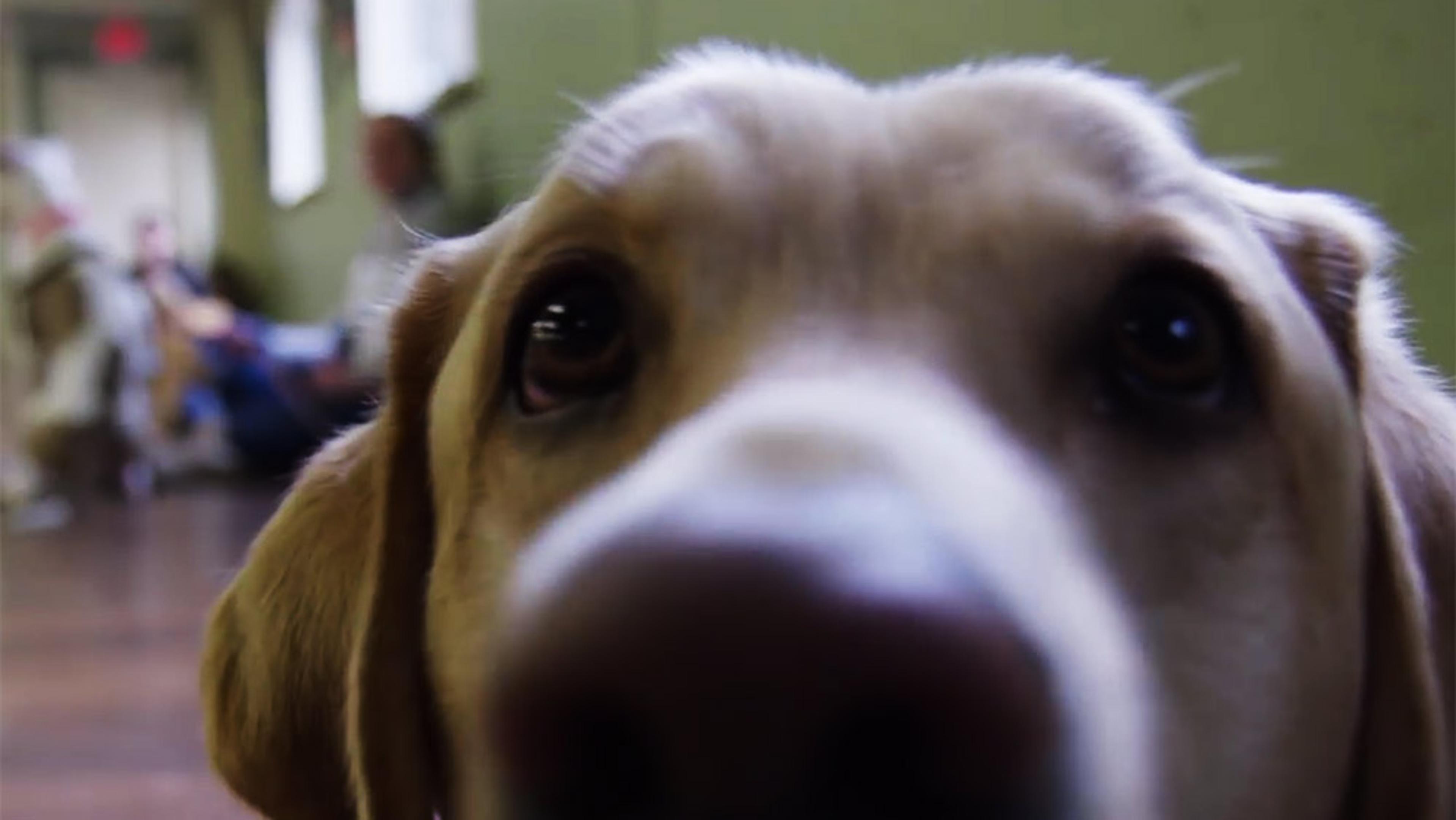 Close-up of a dog’s face, with people and other dogs blurred in the background.