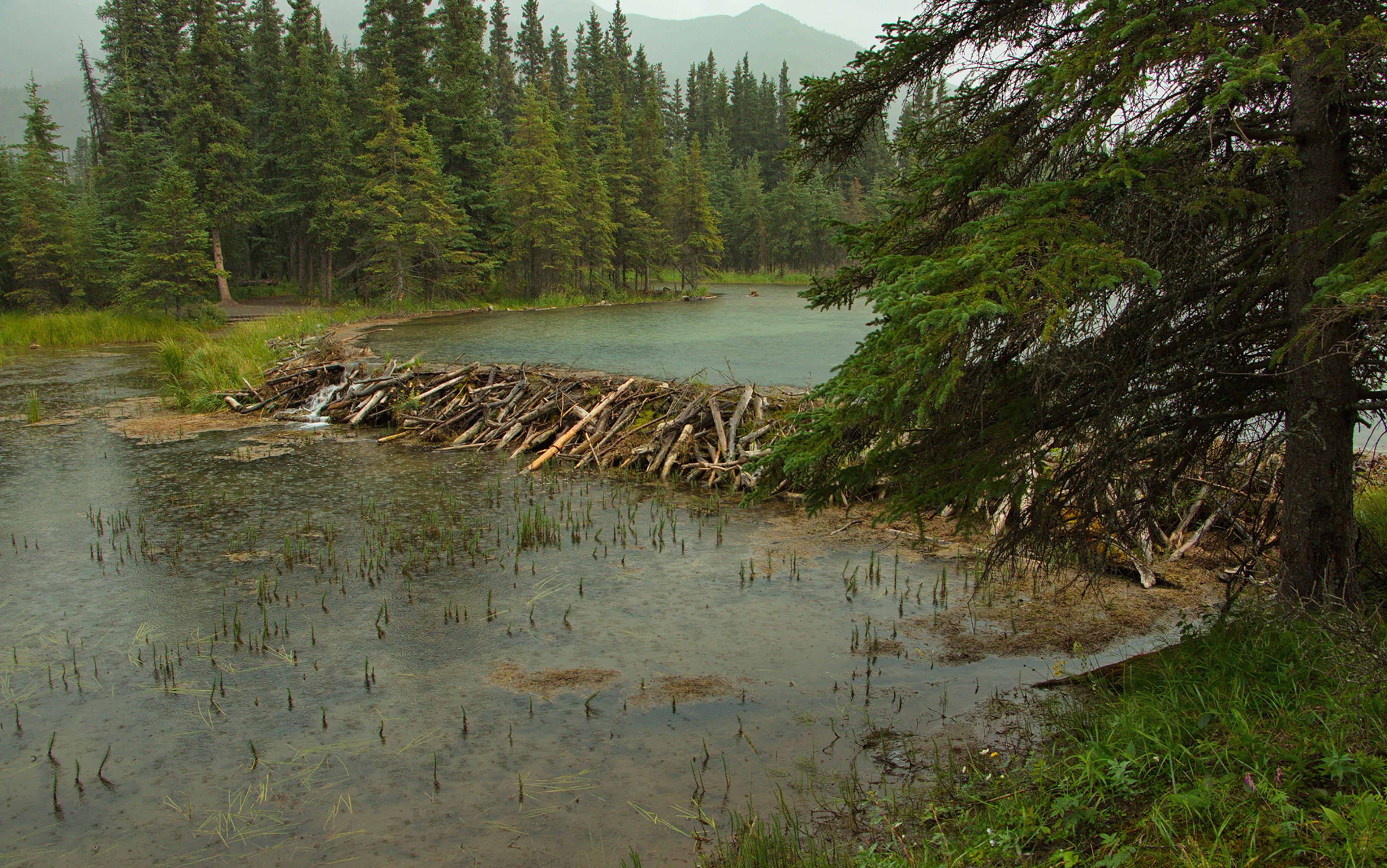 A beaver dam on a calm lake surrounded by dense evergreen forest with mountains faintly visible in the background.