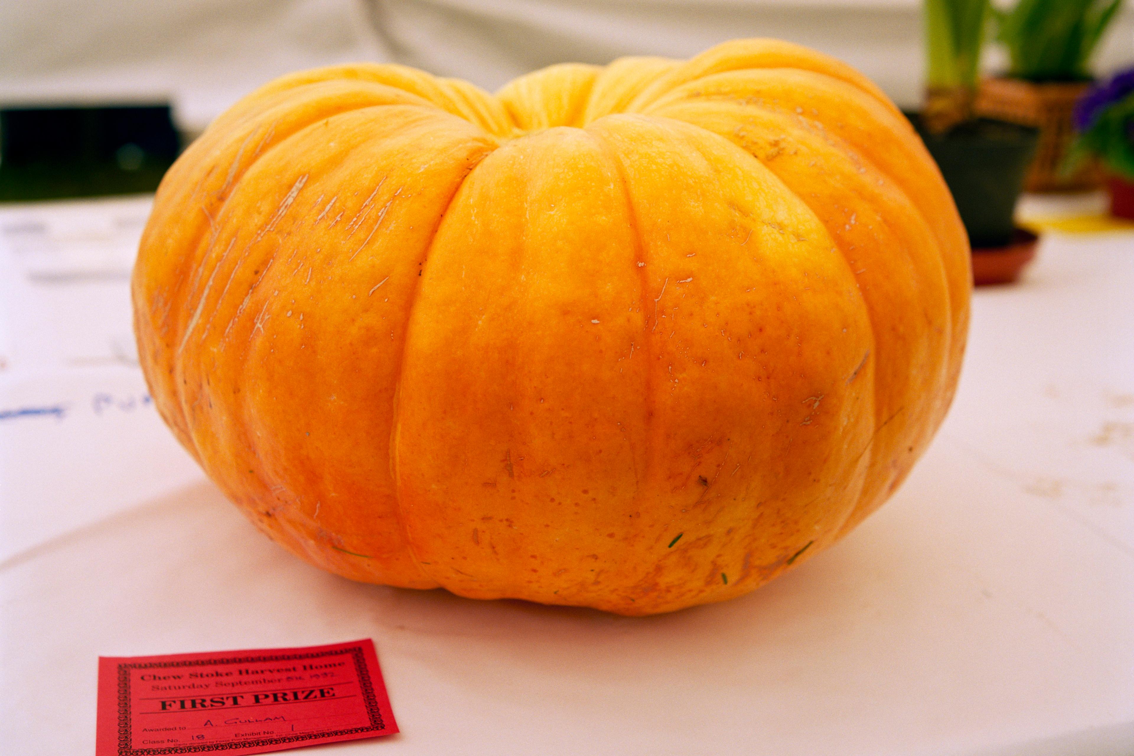 Photo of a large orange pumpkin on a table with a red first prize card in front, indoors with plants in the background.