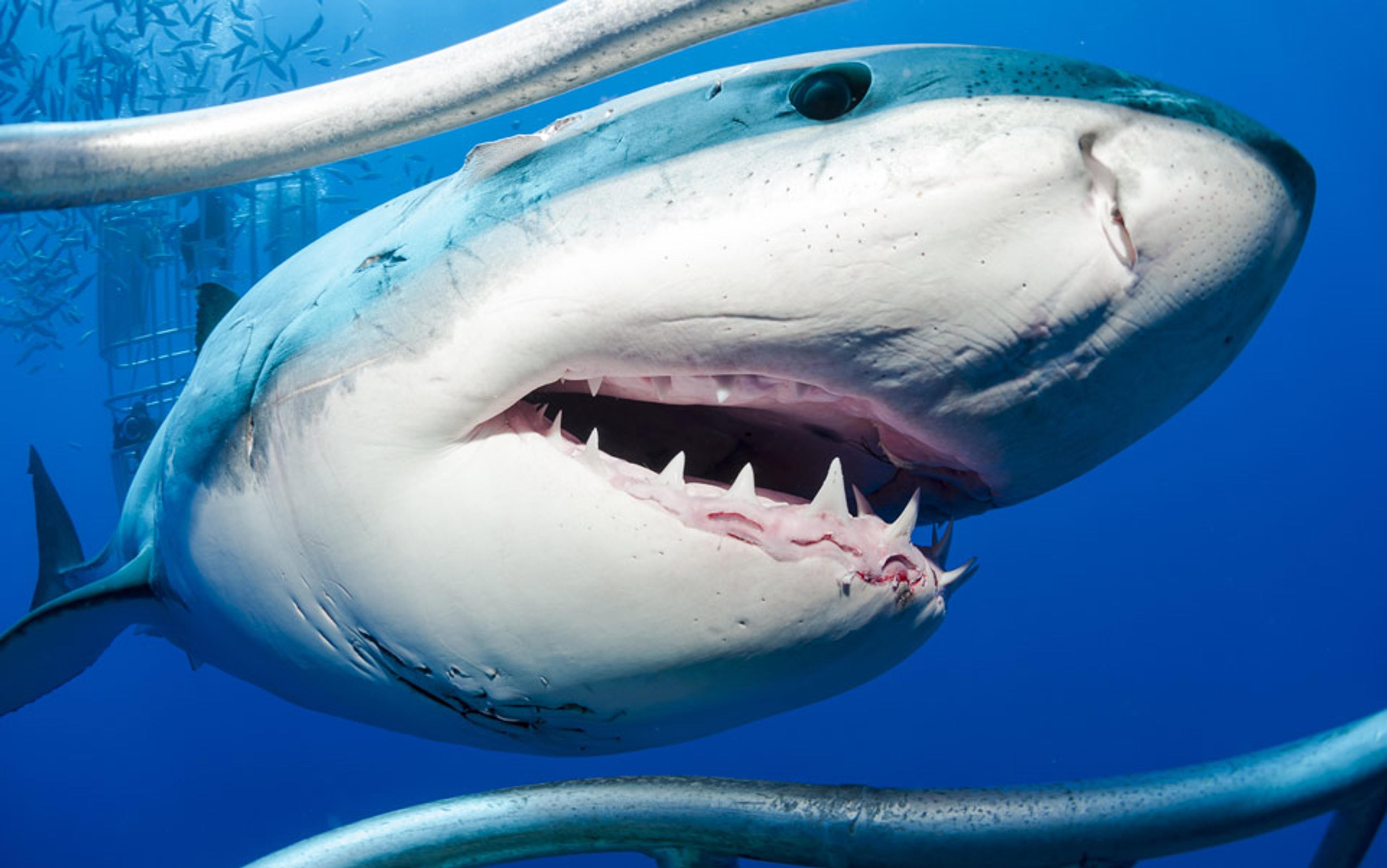 A great white shark with open mouth, surrounded by metal bars in underwater cage. Shoal of fish visible in the background.