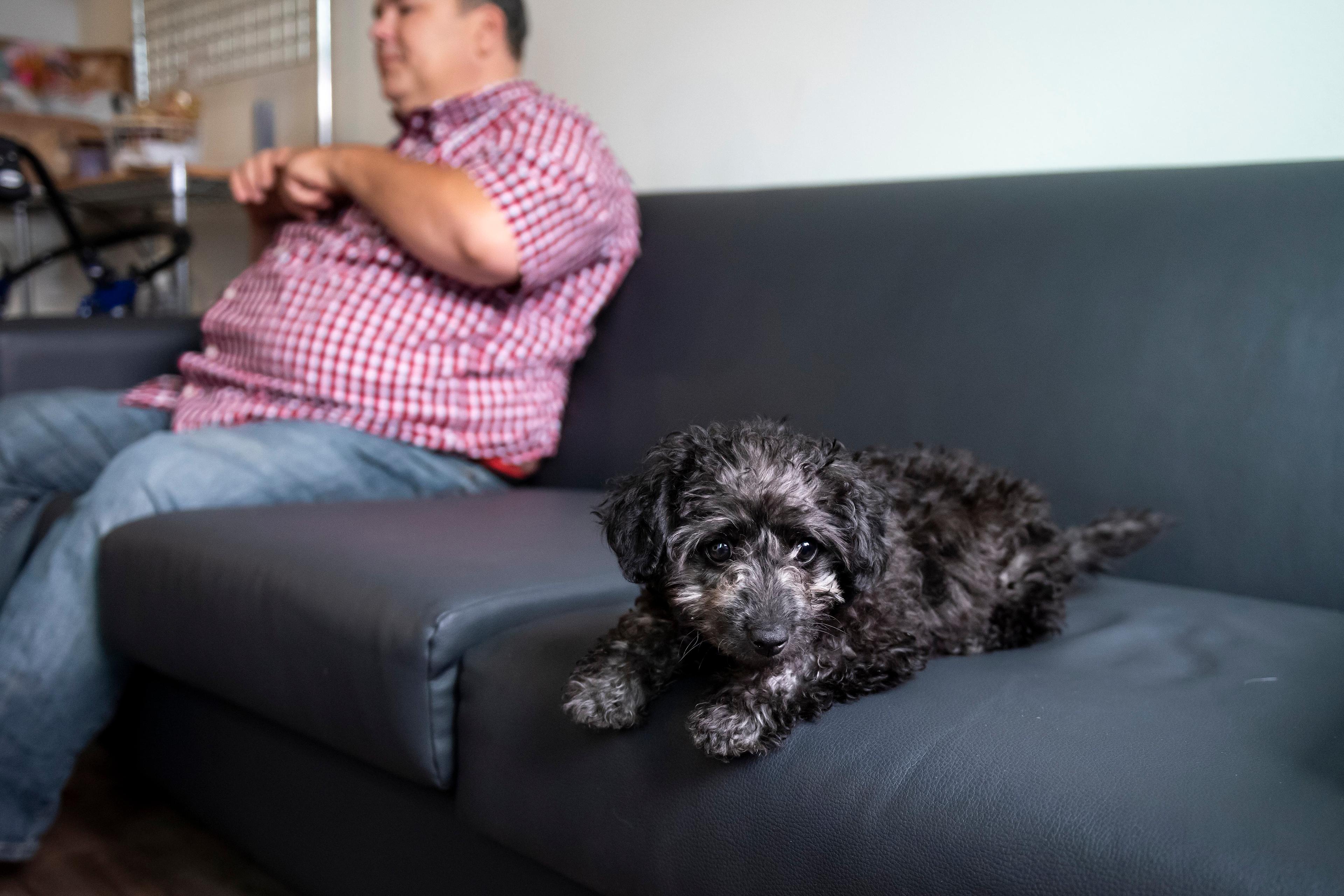 Photo of a fluffy black dog lying on a sofa with a person in a red checkered shirt sitting behind on the left.