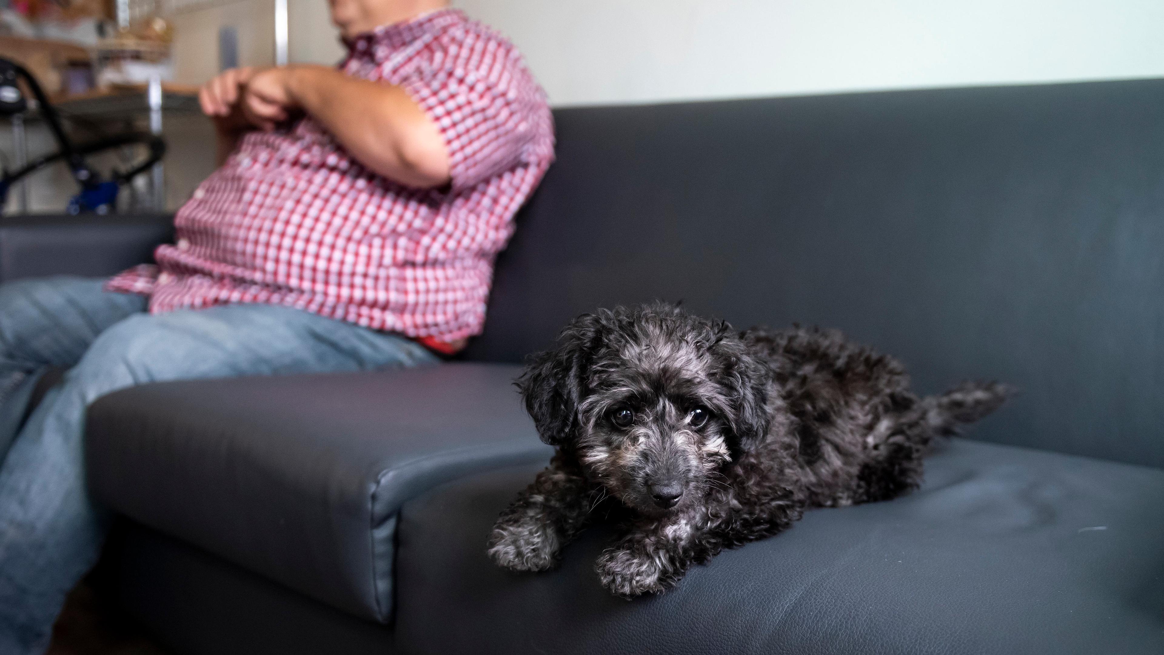 Photo of a fluffy black dog lying on a sofa with a person in a red checkered shirt sitting behind on the left.