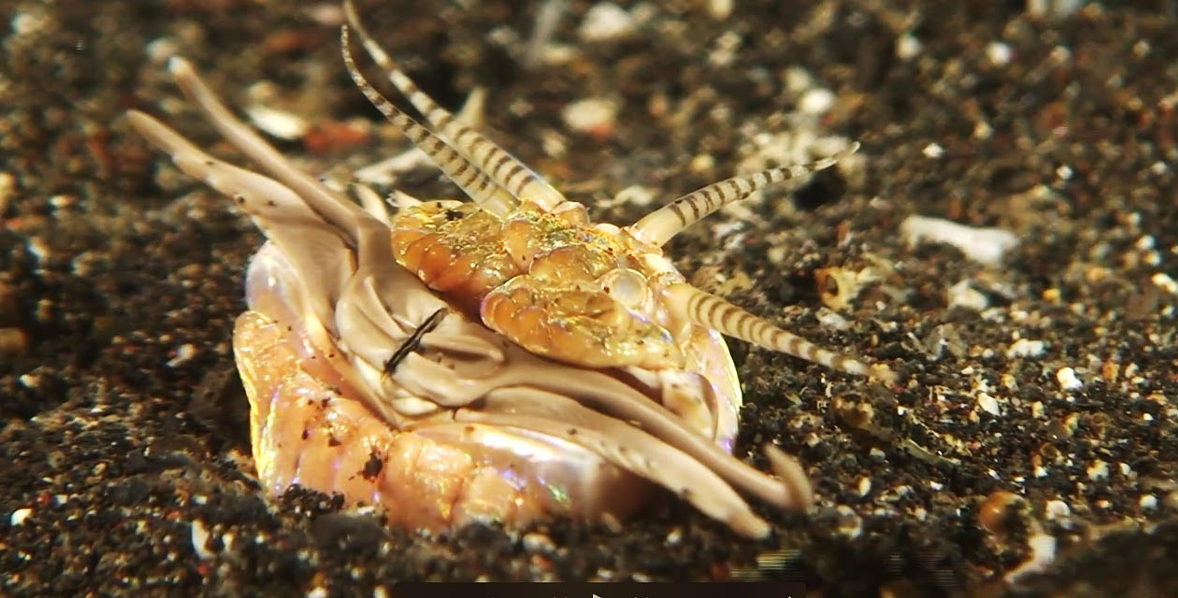 Beware the lightning-quick bobbit worm burrowed in the sand on the
